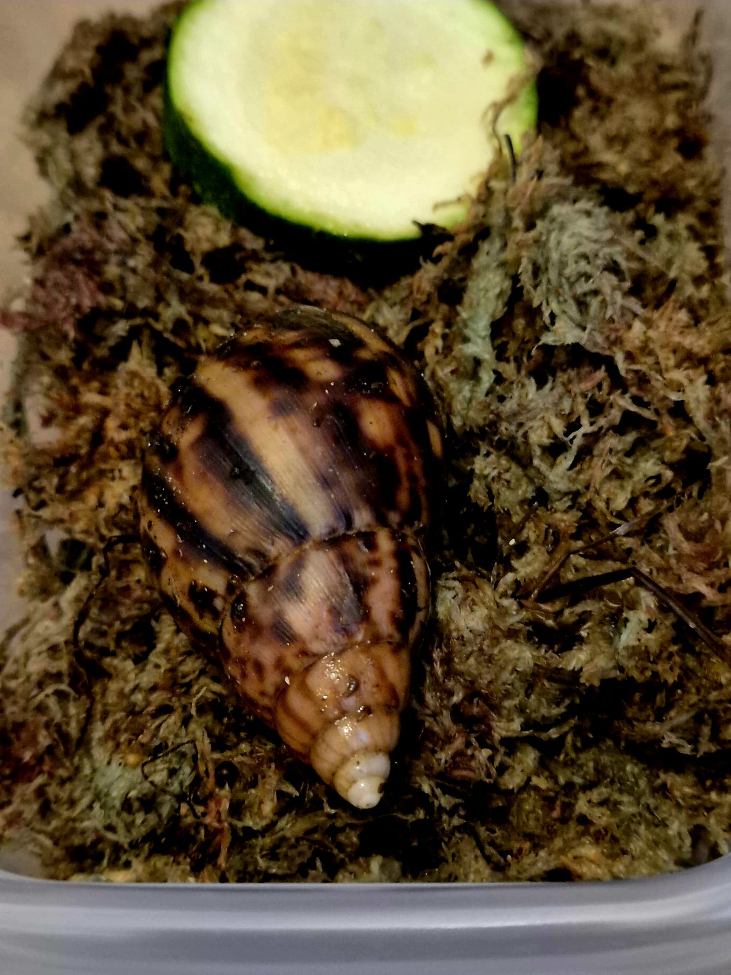 Achatina Fulica Jade Giant African Land Snail