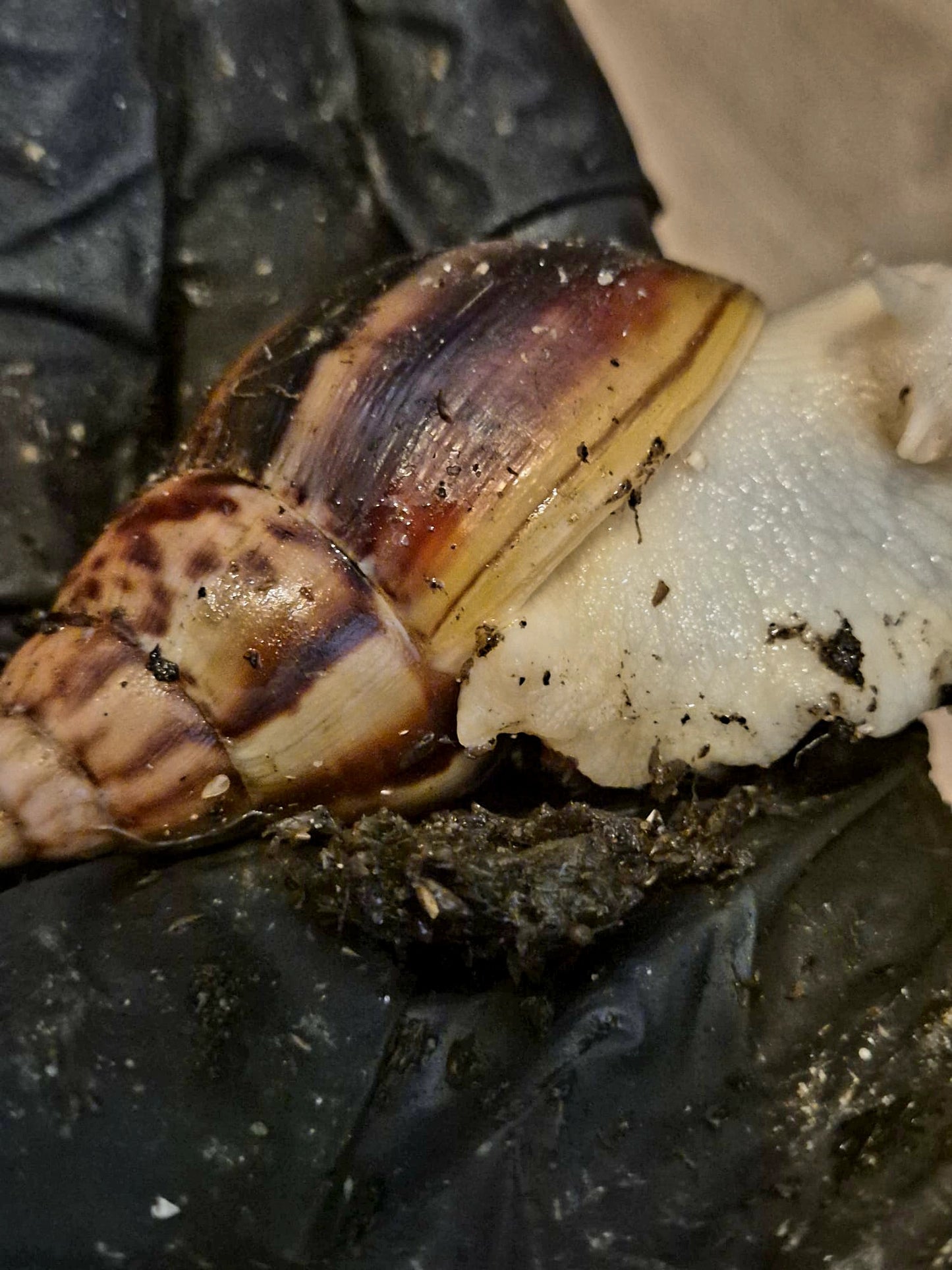 Achatina Fulica Jade Giant African Land Snail