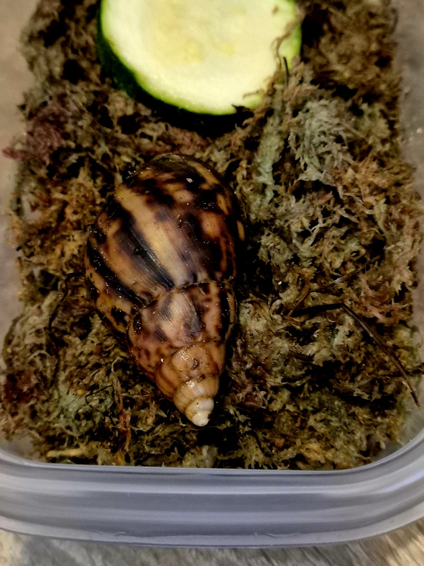 Achatina Fulica Jade Giant African Land Snail