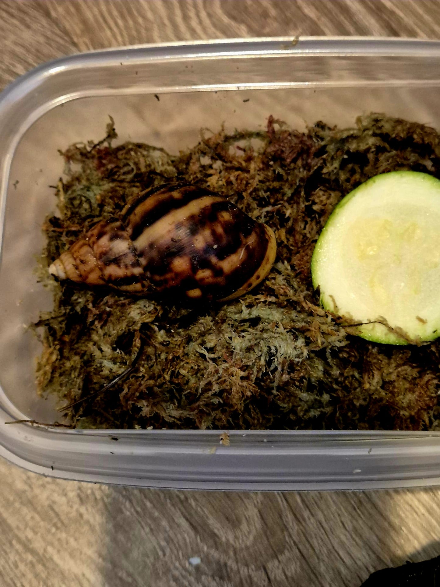 Achatina Fulica Jade Giant African Land Snail
