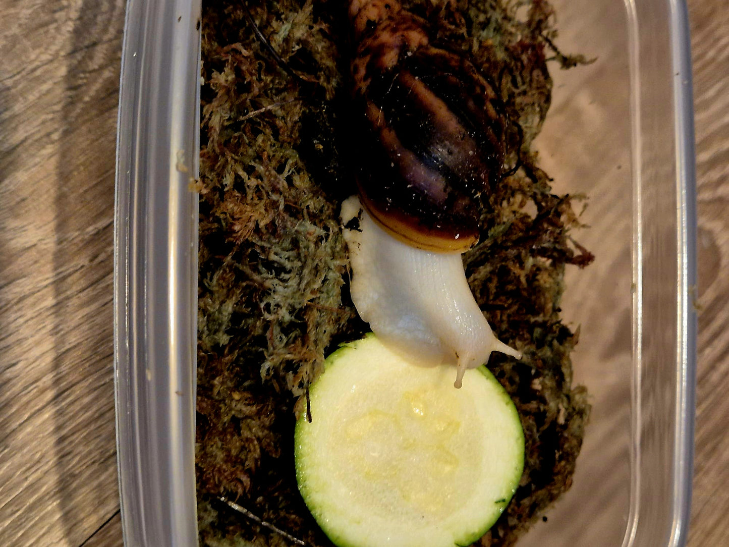 Achatina Fulica Jade Giant African Land Snail