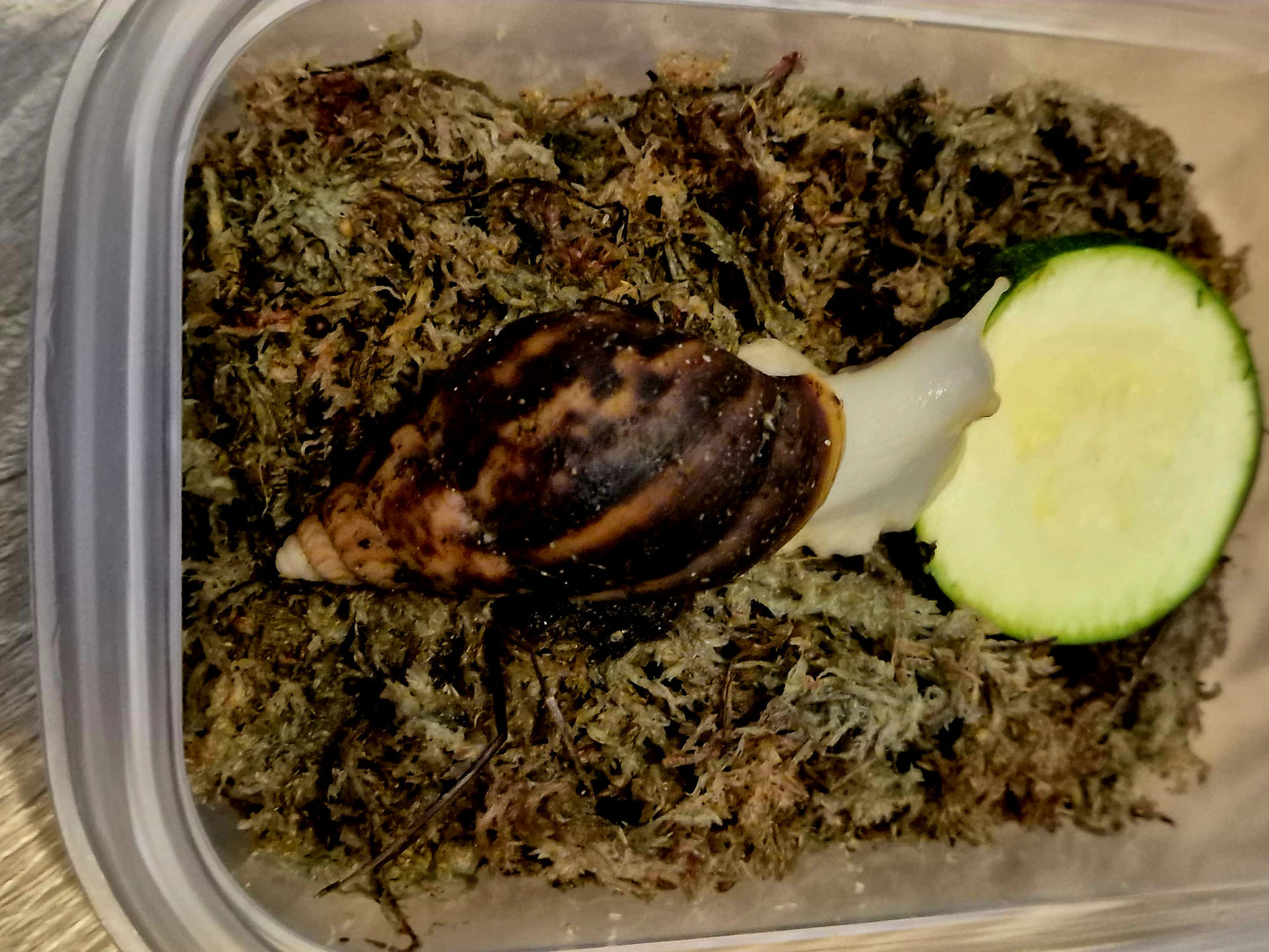 Achatina Fulica Jade Giant African Land Snail