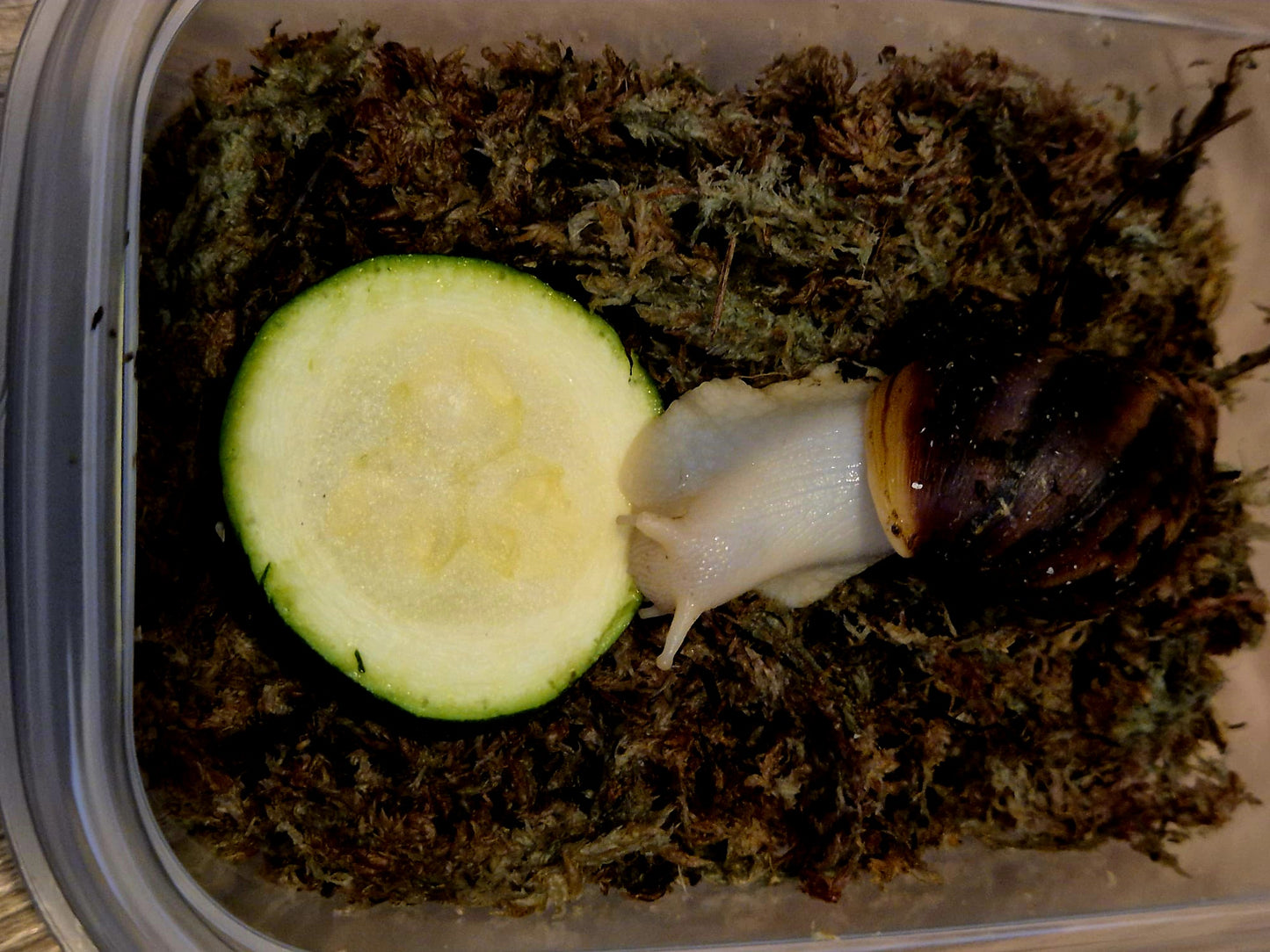 Achatina Fulica Jade Giant African Land Snail