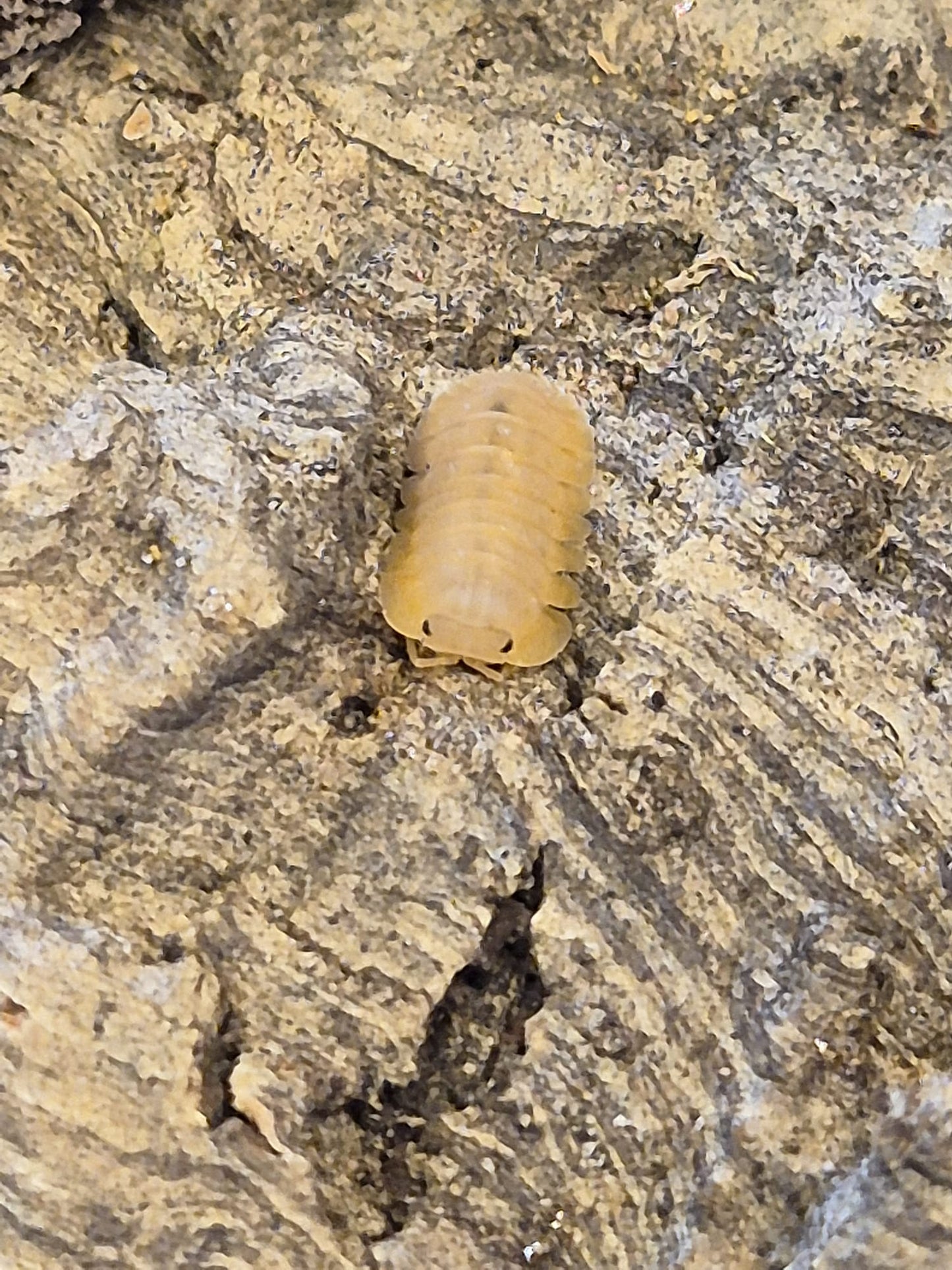 Cubaris sp "Orange Freezy" Isopods - The Bug Room