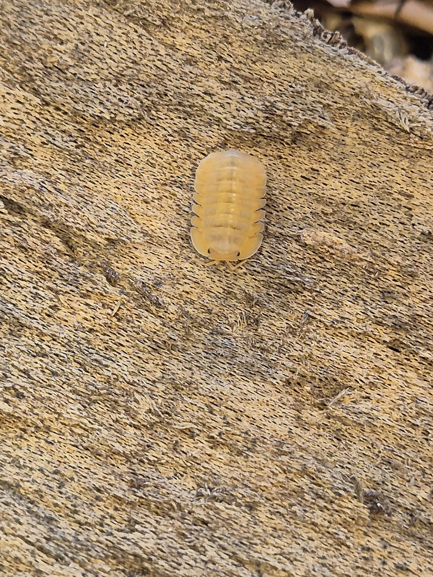 Cubaris sp "Orange Freezy" Isopods - The Bug Room