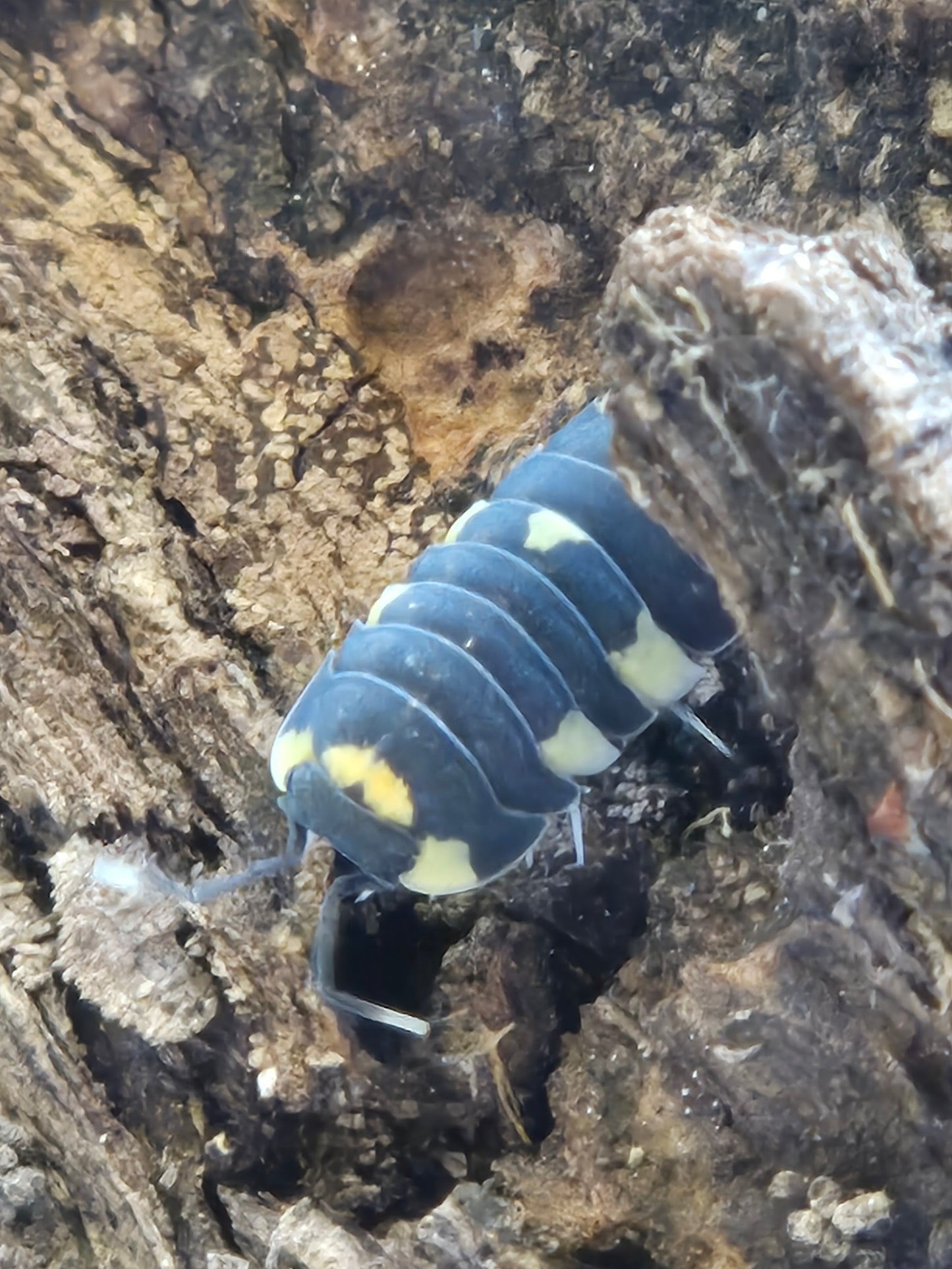 Merulanella SP Yellow Panda