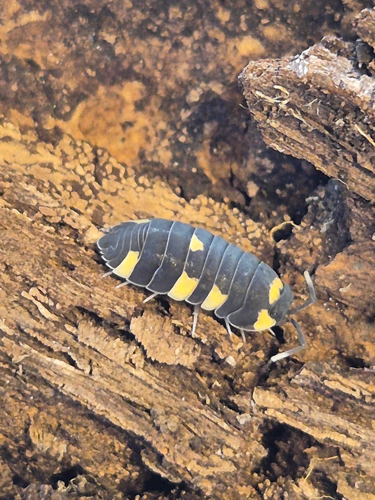 Merulanella SP Yellow Panda