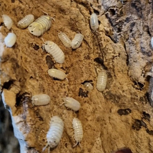 Armadillidium Vulgare "Magic Potion" Isopods - The Bug Room