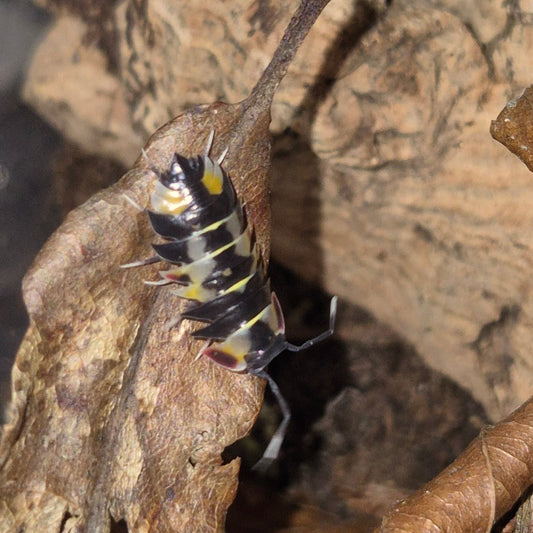 ardentiella pastel 1