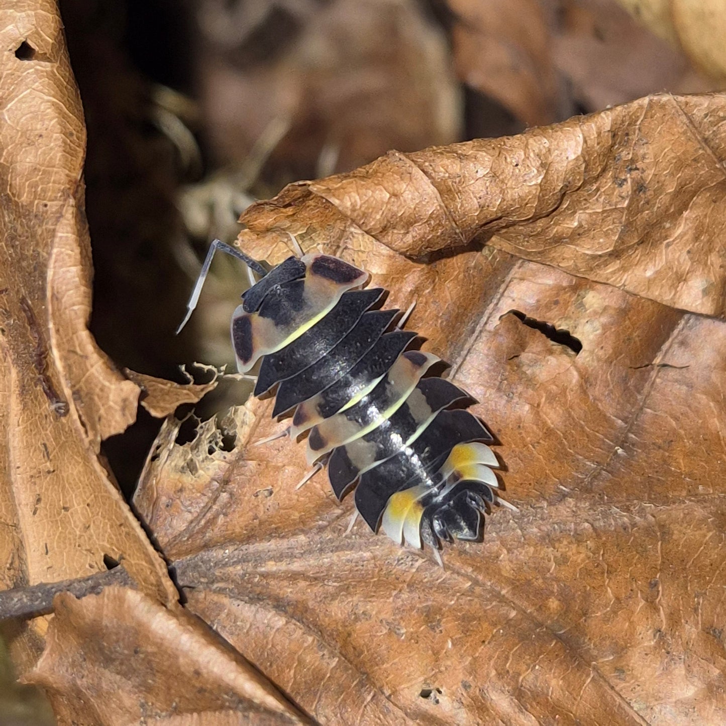 ardentiella pastel 3