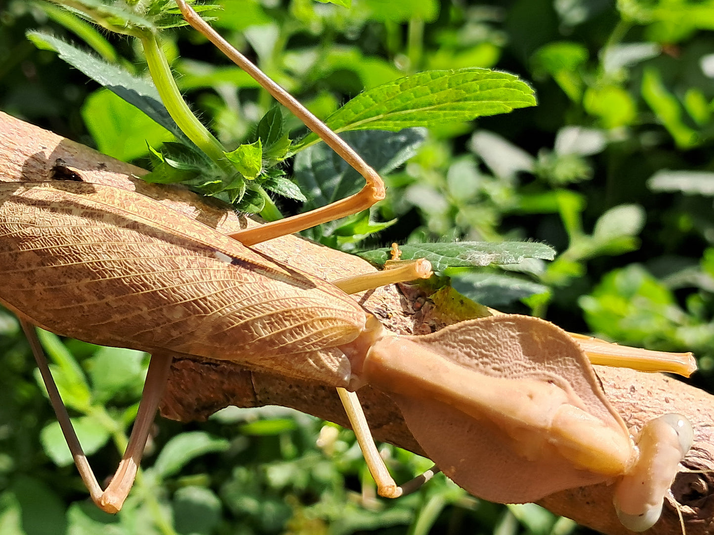 Rhombodera Kirbyi (Timor Shield Mantis)