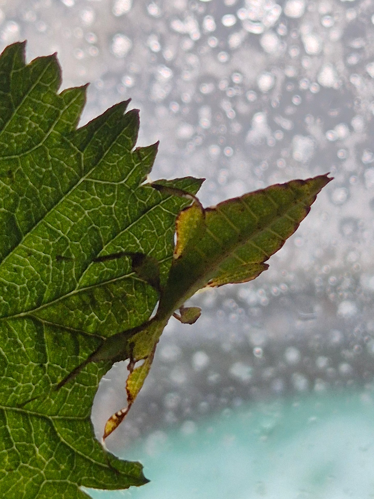 Phyllium philippinicum (leaf insect) - The Bug Room