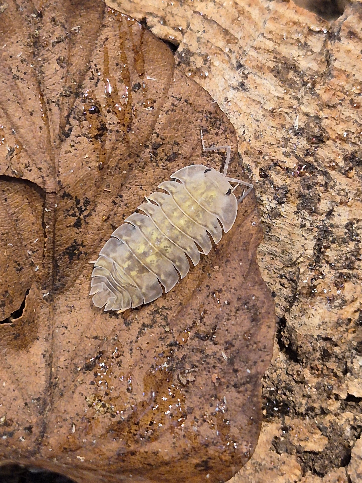 Troglodillo sp. "Camo" Isopods