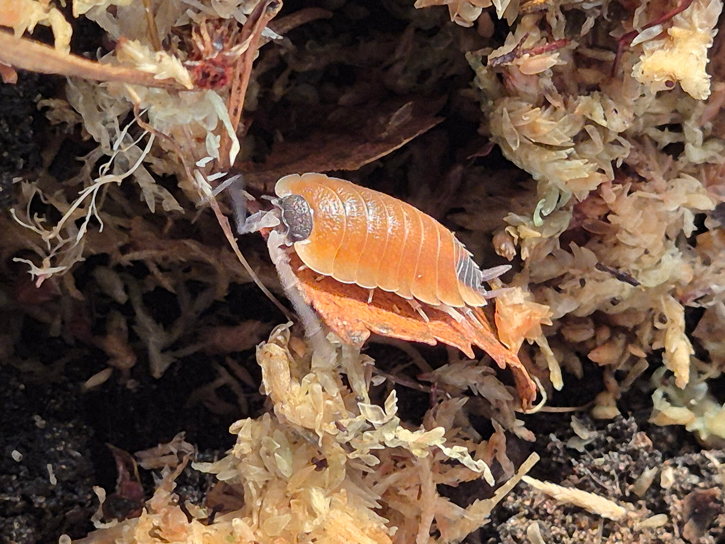 Porcellio Silvestri Isopods