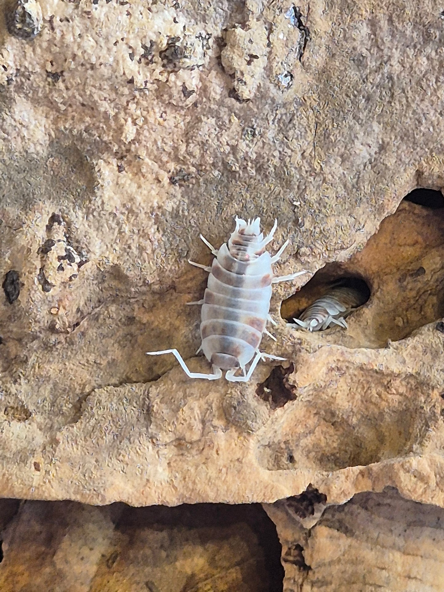 Porcellionides Pruinosus "Orange Koi" Isopods - The Bug Room