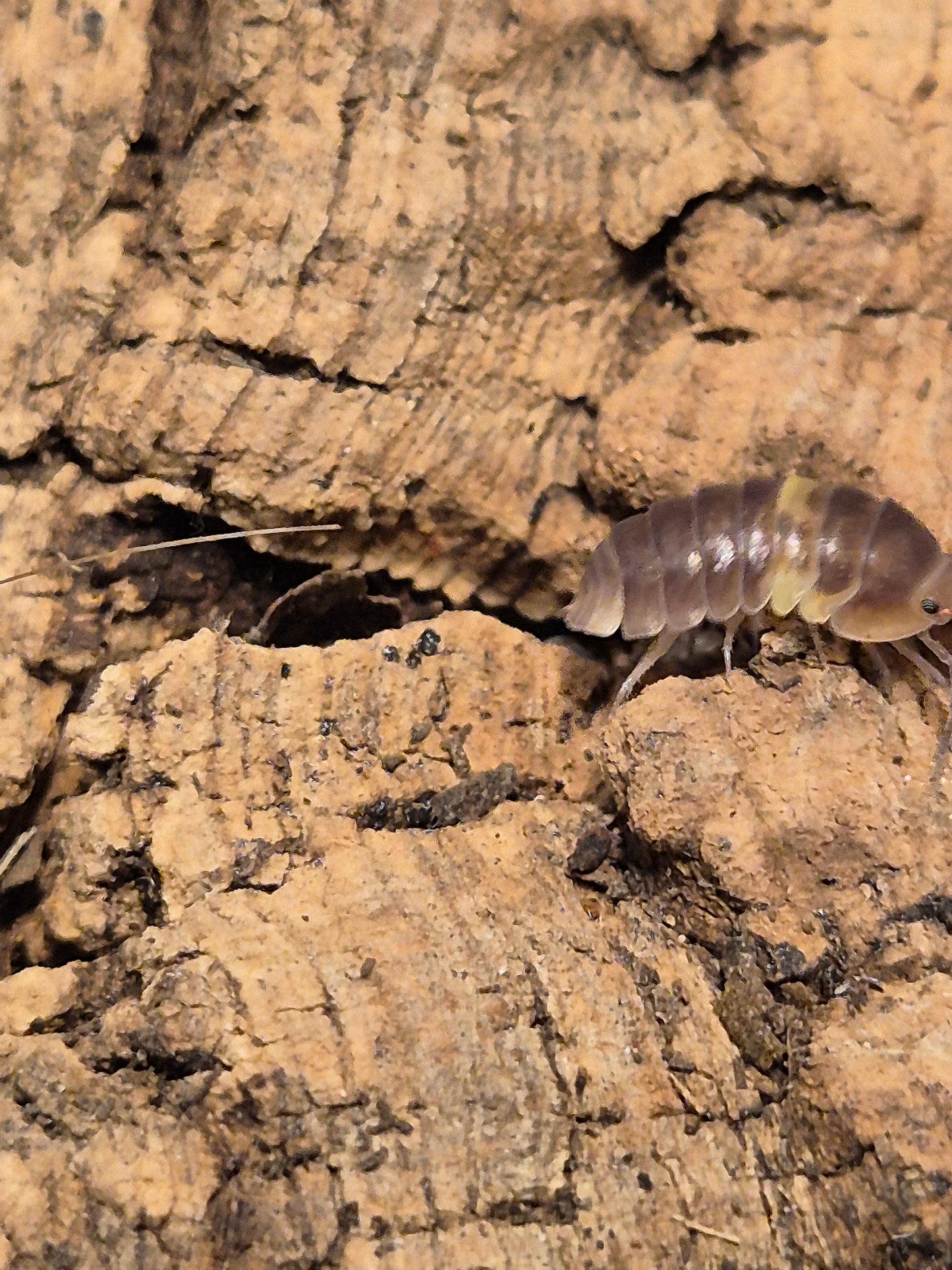 Cubaris sp R13 Ducky Isopods