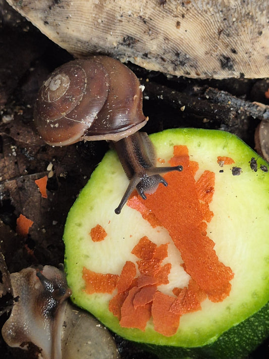 Pleurodonte Isabella Snails - The Bug Room