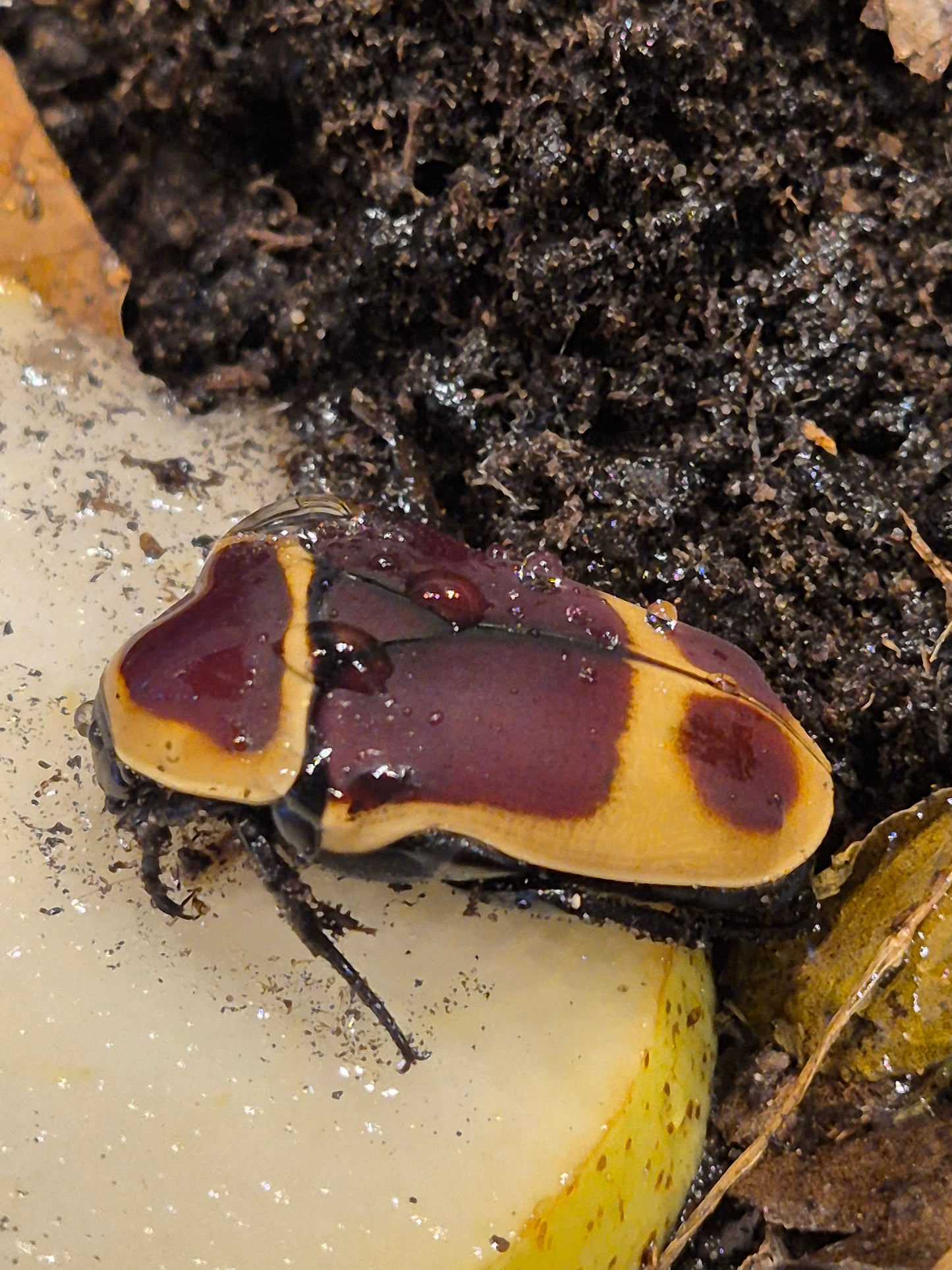 Pachnoda marginata - Sun beetle