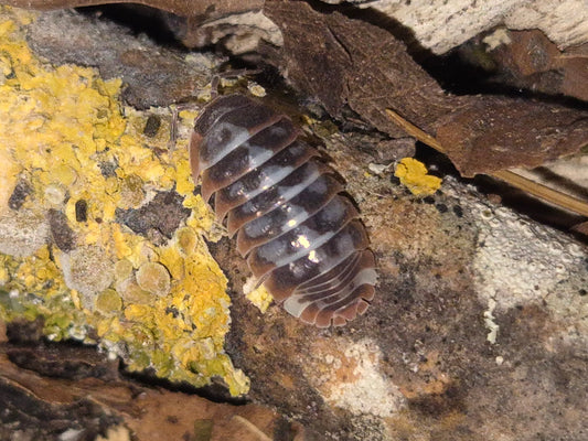 Armadillidium Klugii "Nebula" / "Skeleton" Isopods - The Bug Room