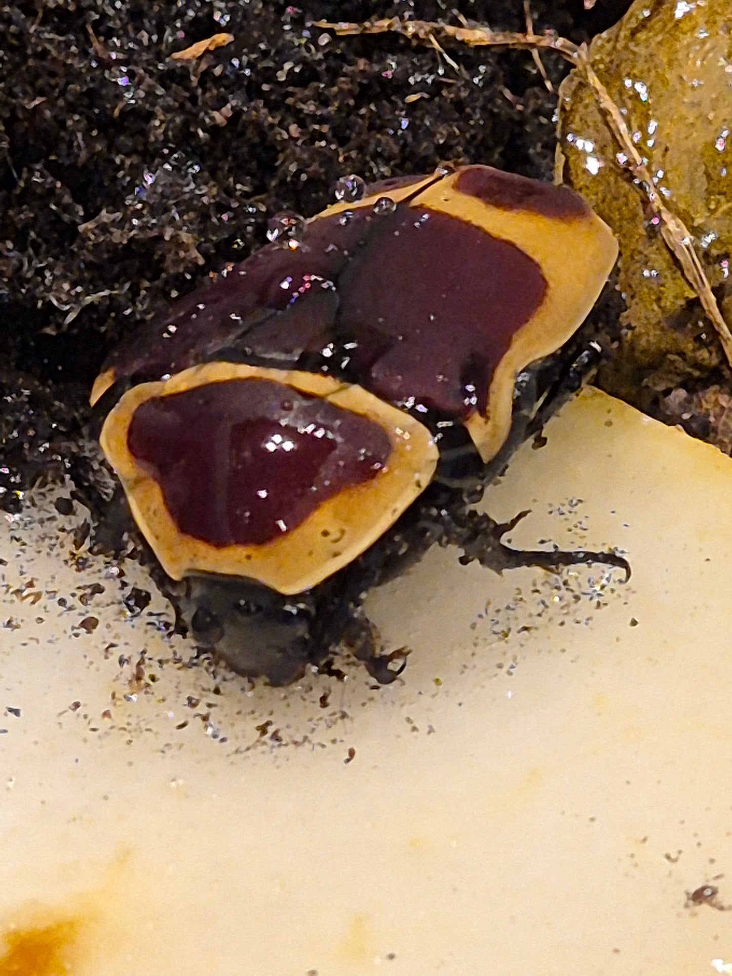 Pachnoda marginata - Sun beetle