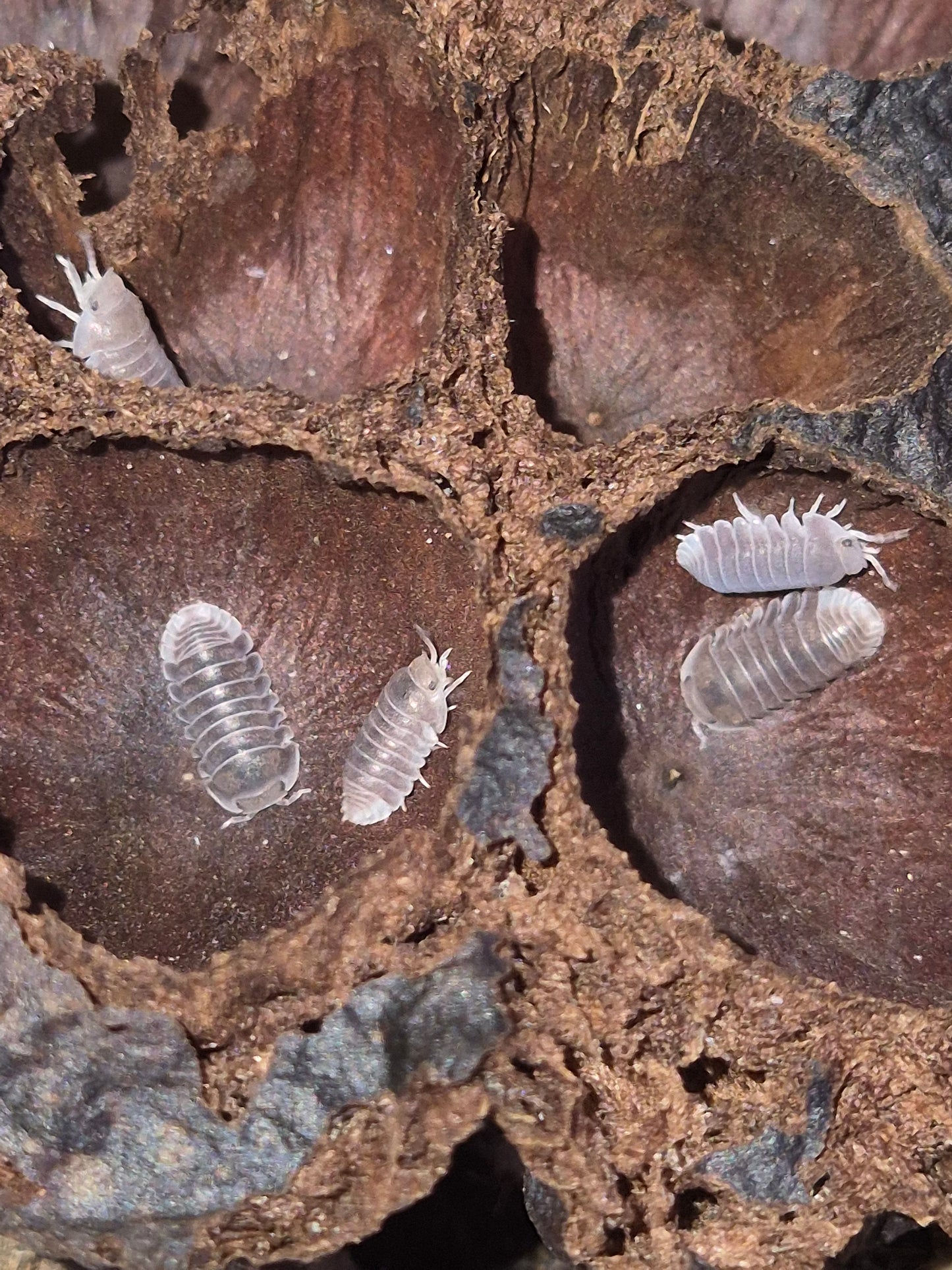 Cubaris sp "Black Panda"