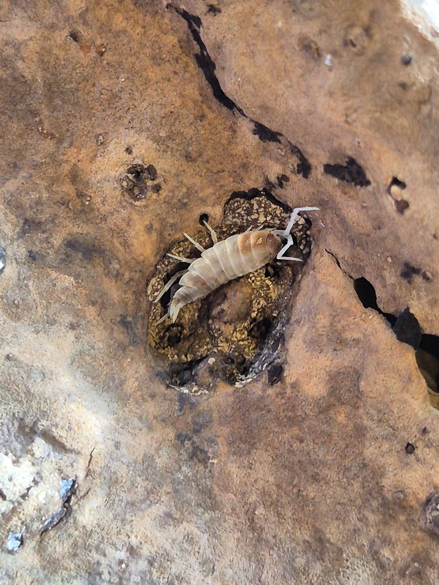 Porcellionides Pruinosus "Orange Koi" Isopods - The Bug Room