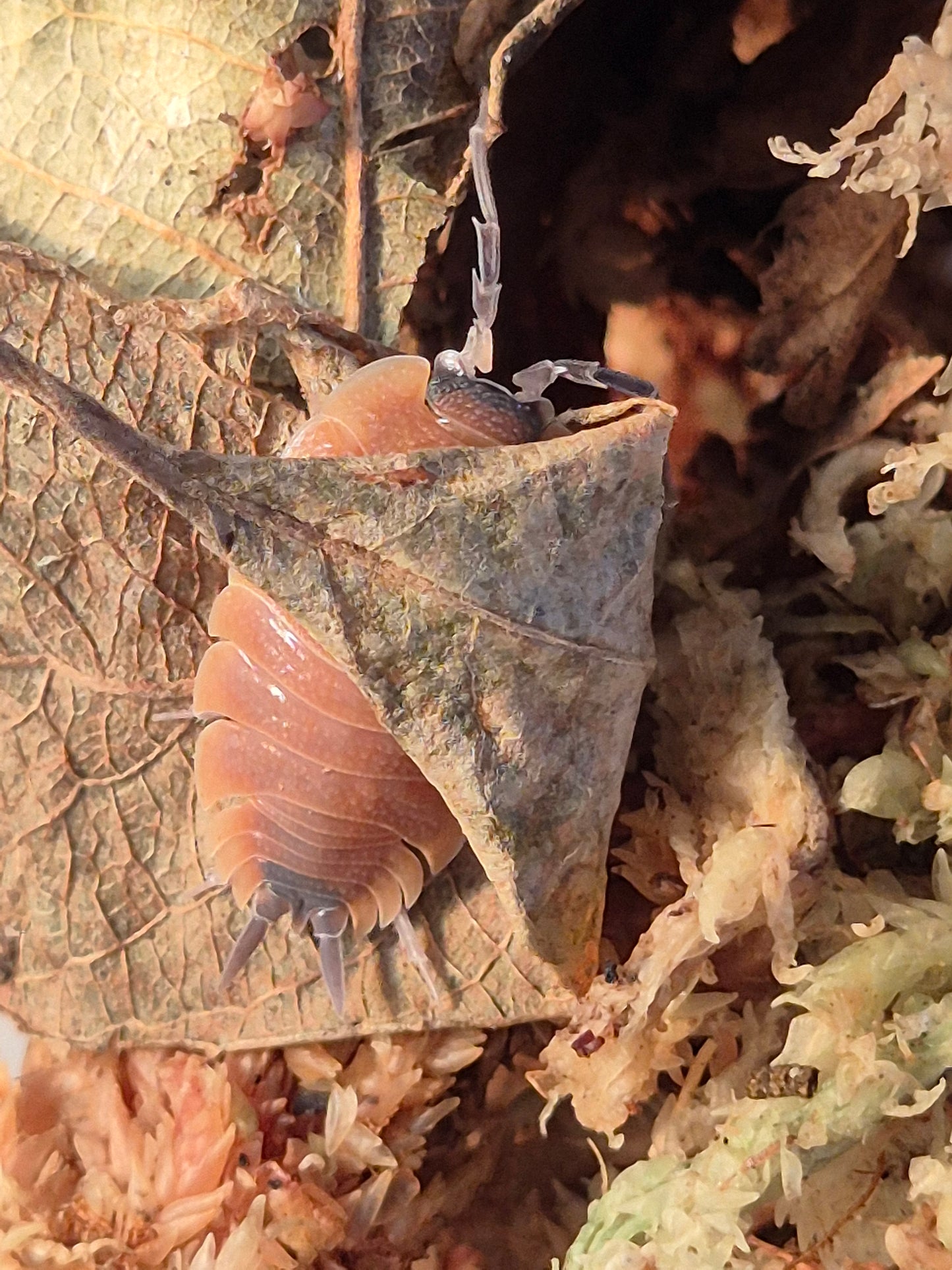 Porcellio Silvestri Isopods
