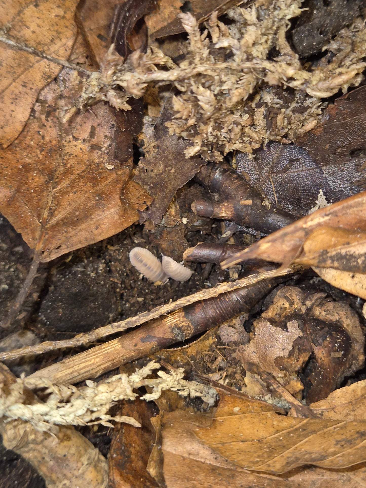 Cubaris Murina "Papaya" Isopods