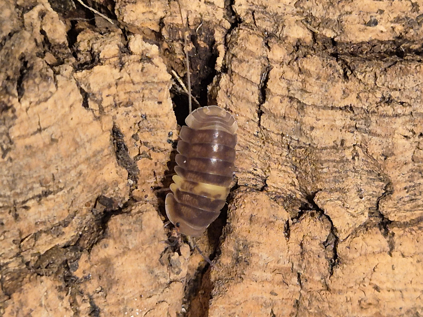 Cubaris sp R13 Ducky Isopods