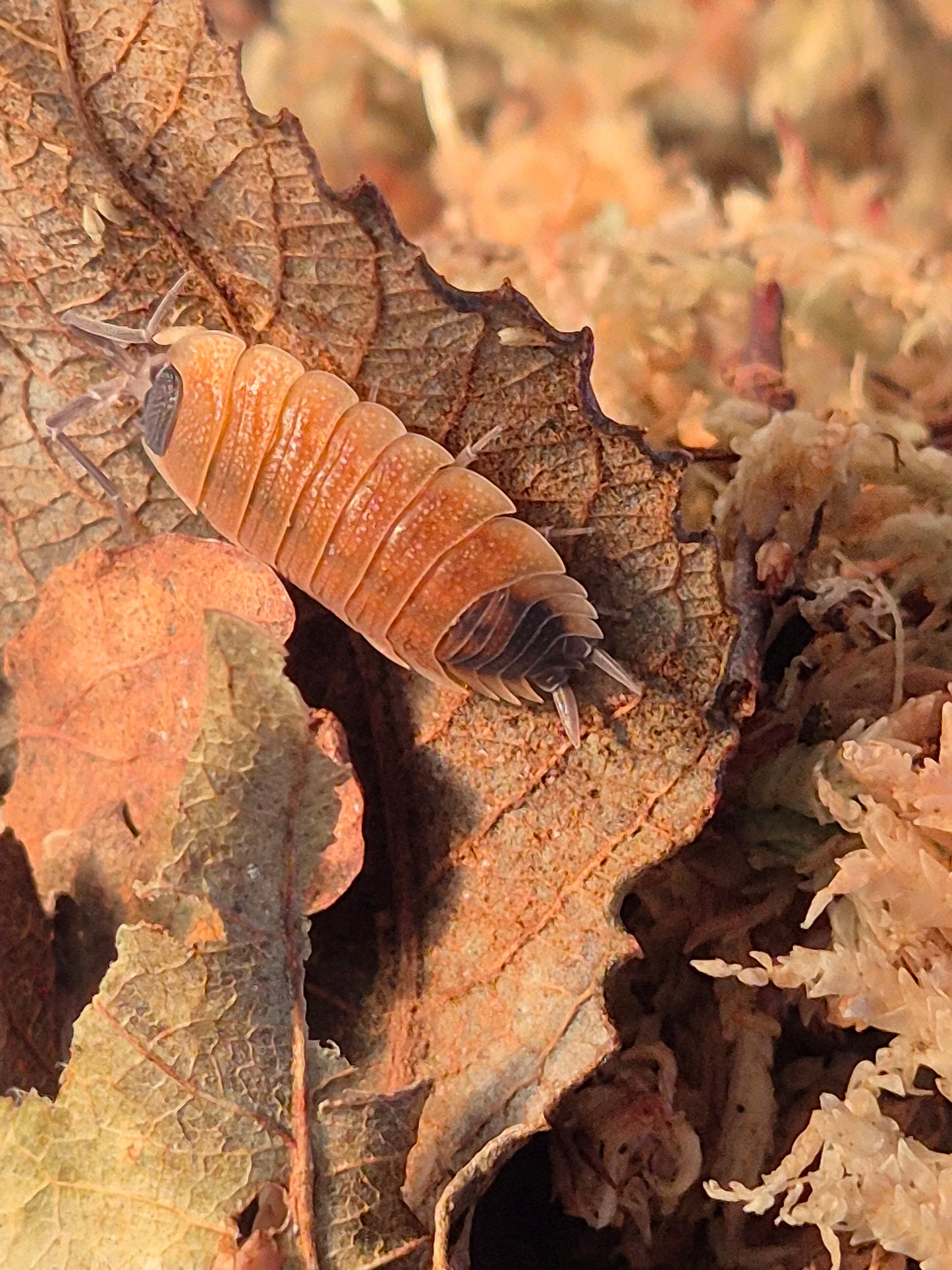 Porcellio Silvestri Isopods