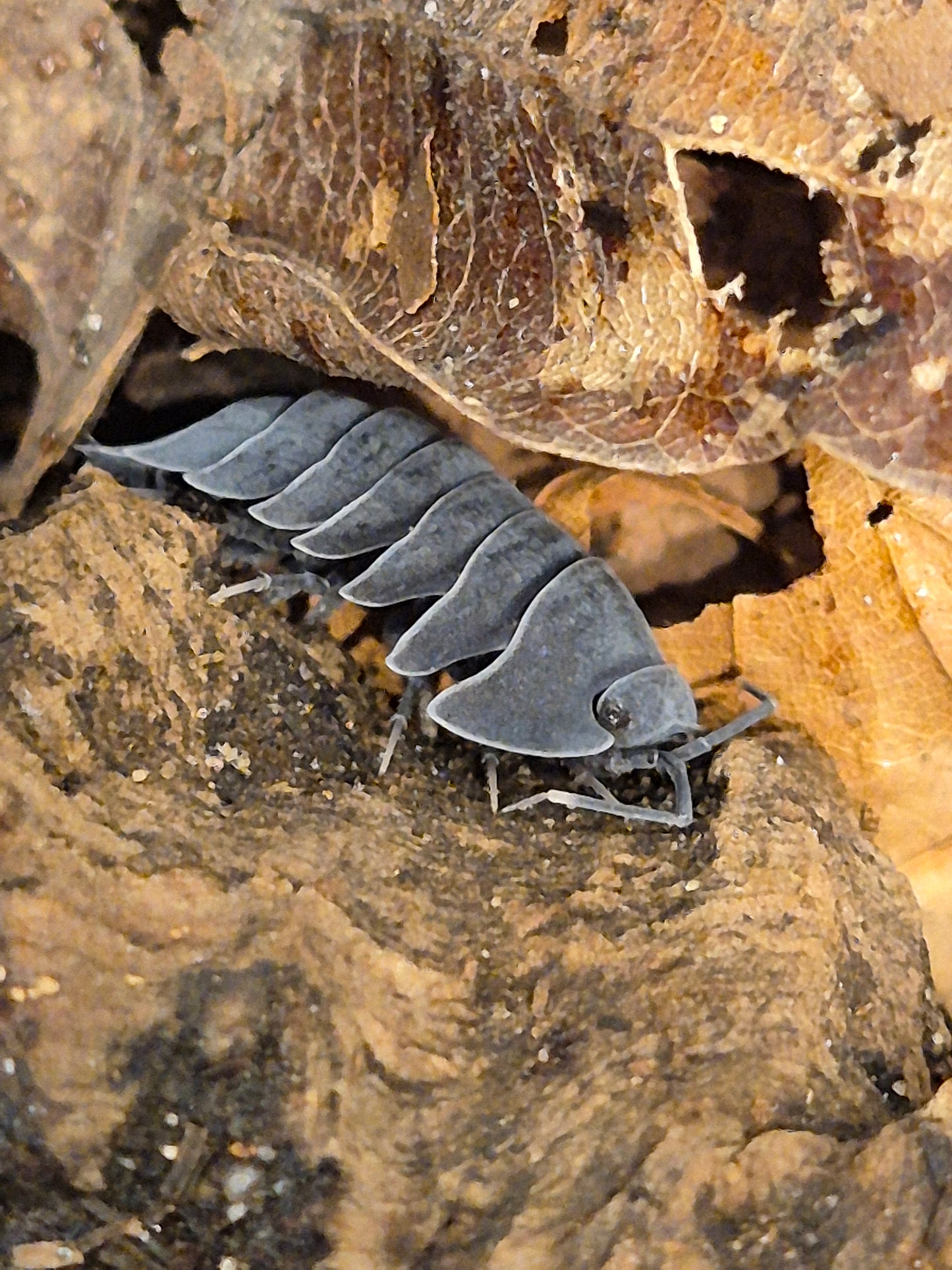 Ardentiella sp (ex Merulanella sp). "Black Hole" Isopods