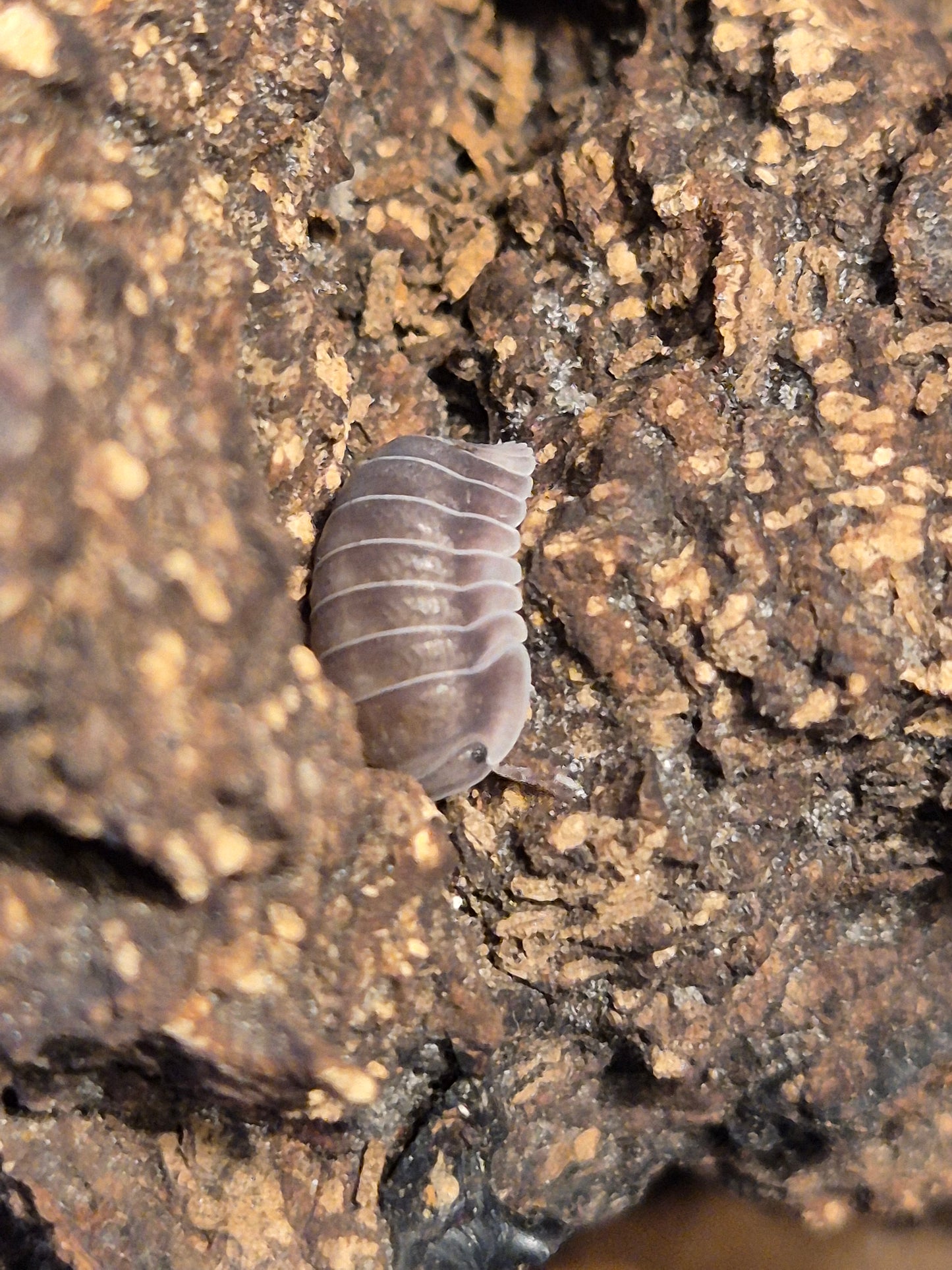 Cubaris sp "White Side / Penguin" Isopods - The Bug Room