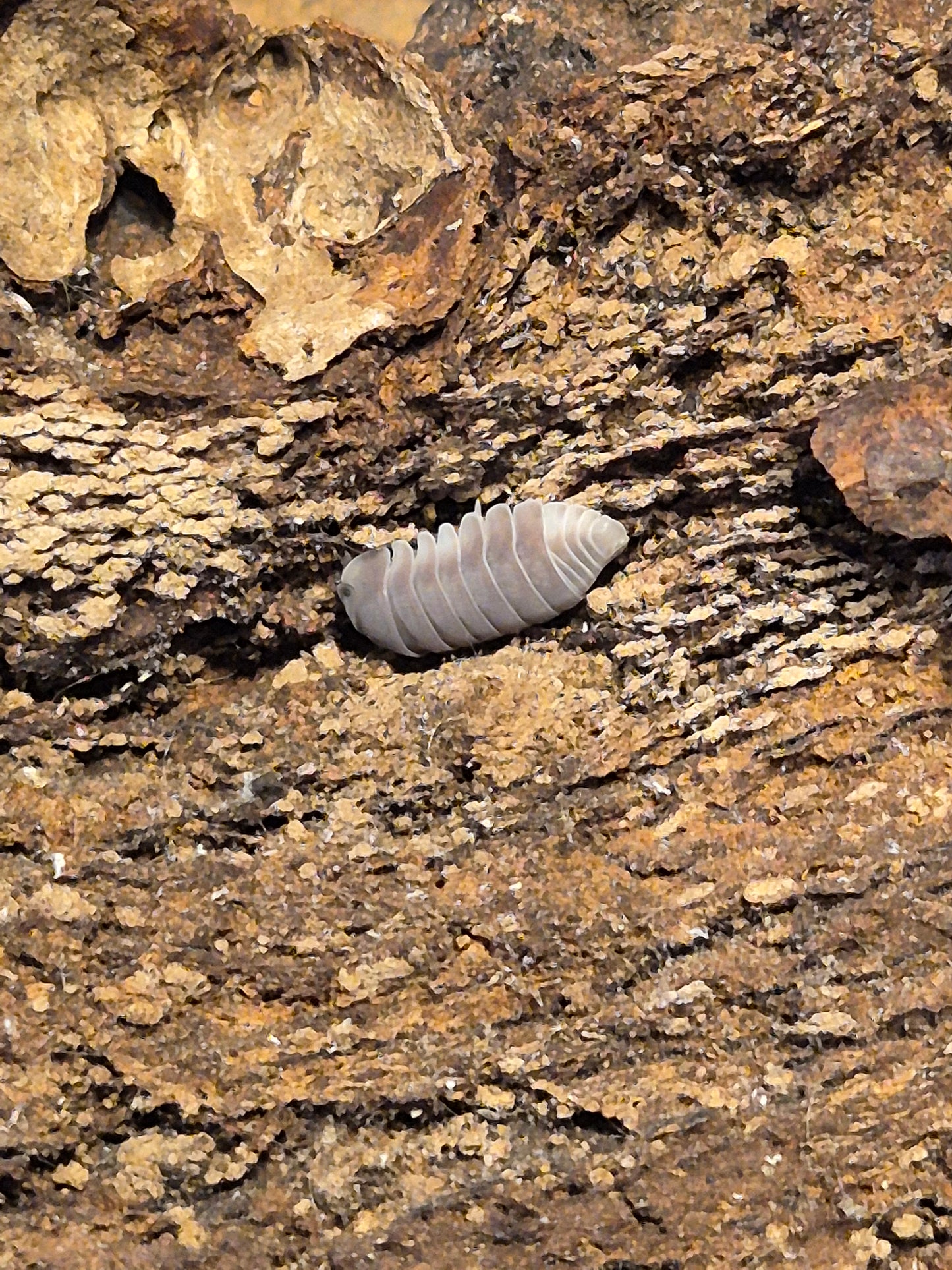 Cubaris sp "White Side / Penguin" Isopods - The Bug Room