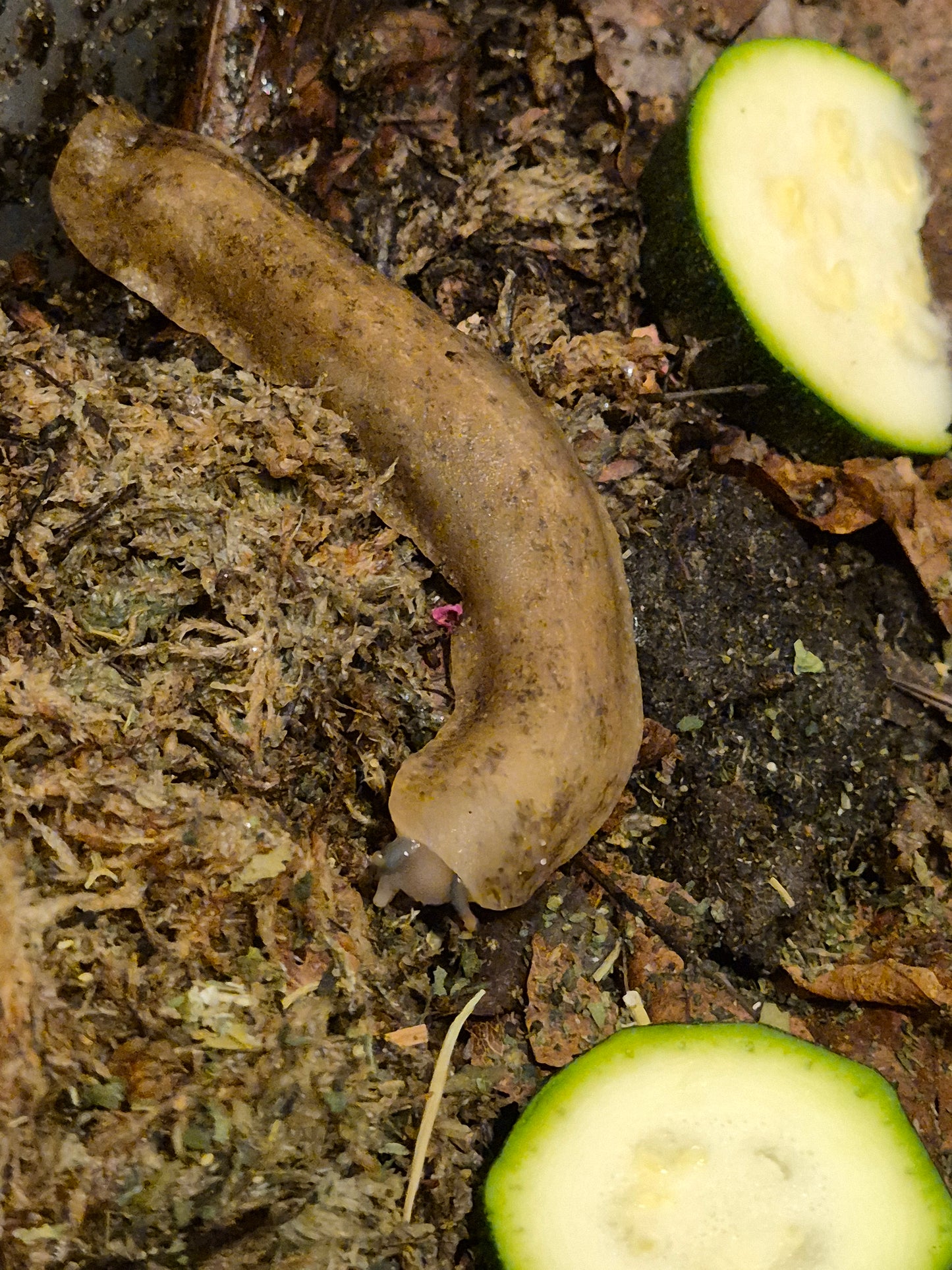 Veronicella Sloanii "Pancake Slug" Juvenile
