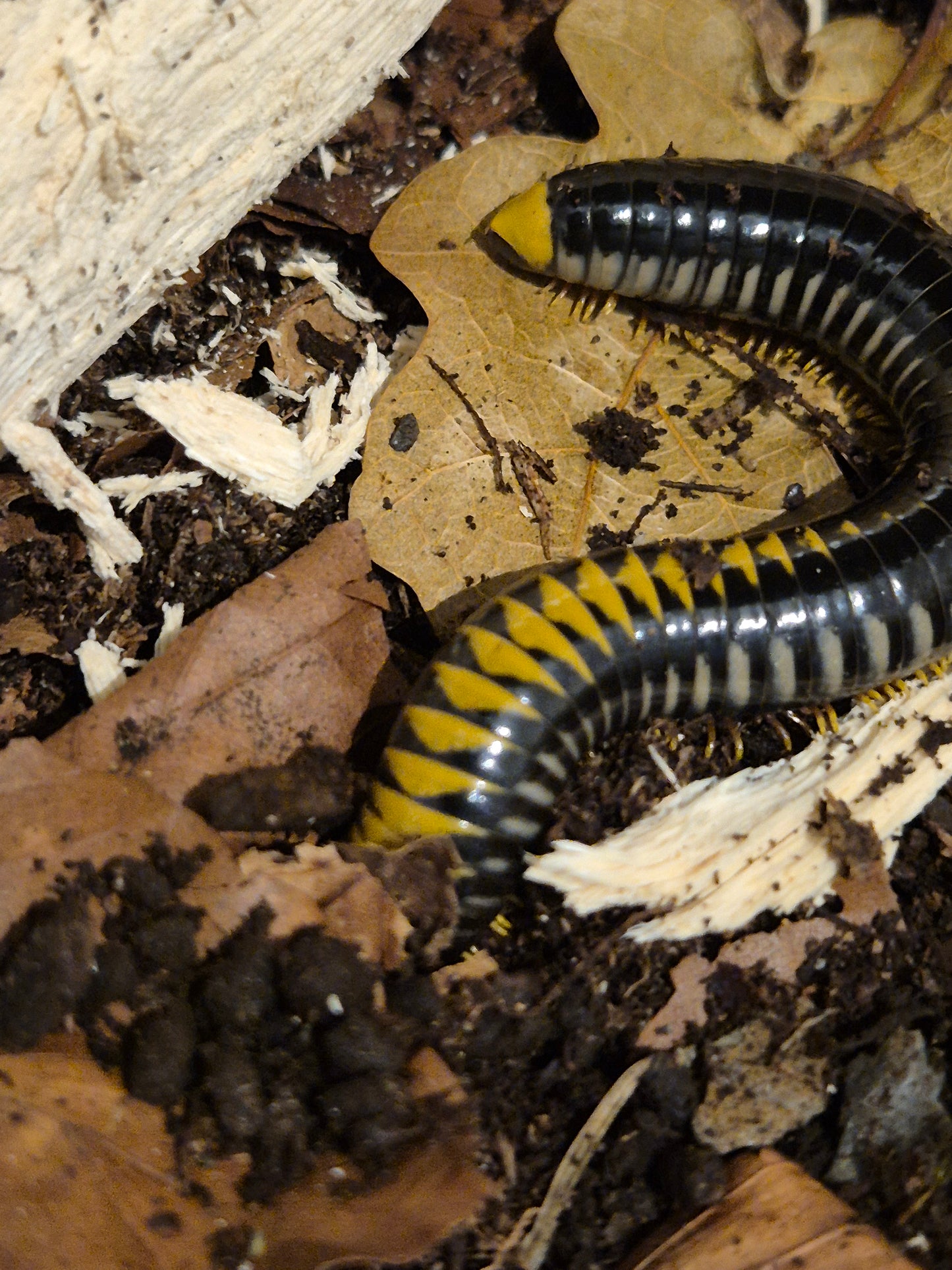 Spirotreptida sp. “Avatar” Millipedes - The Bug Room