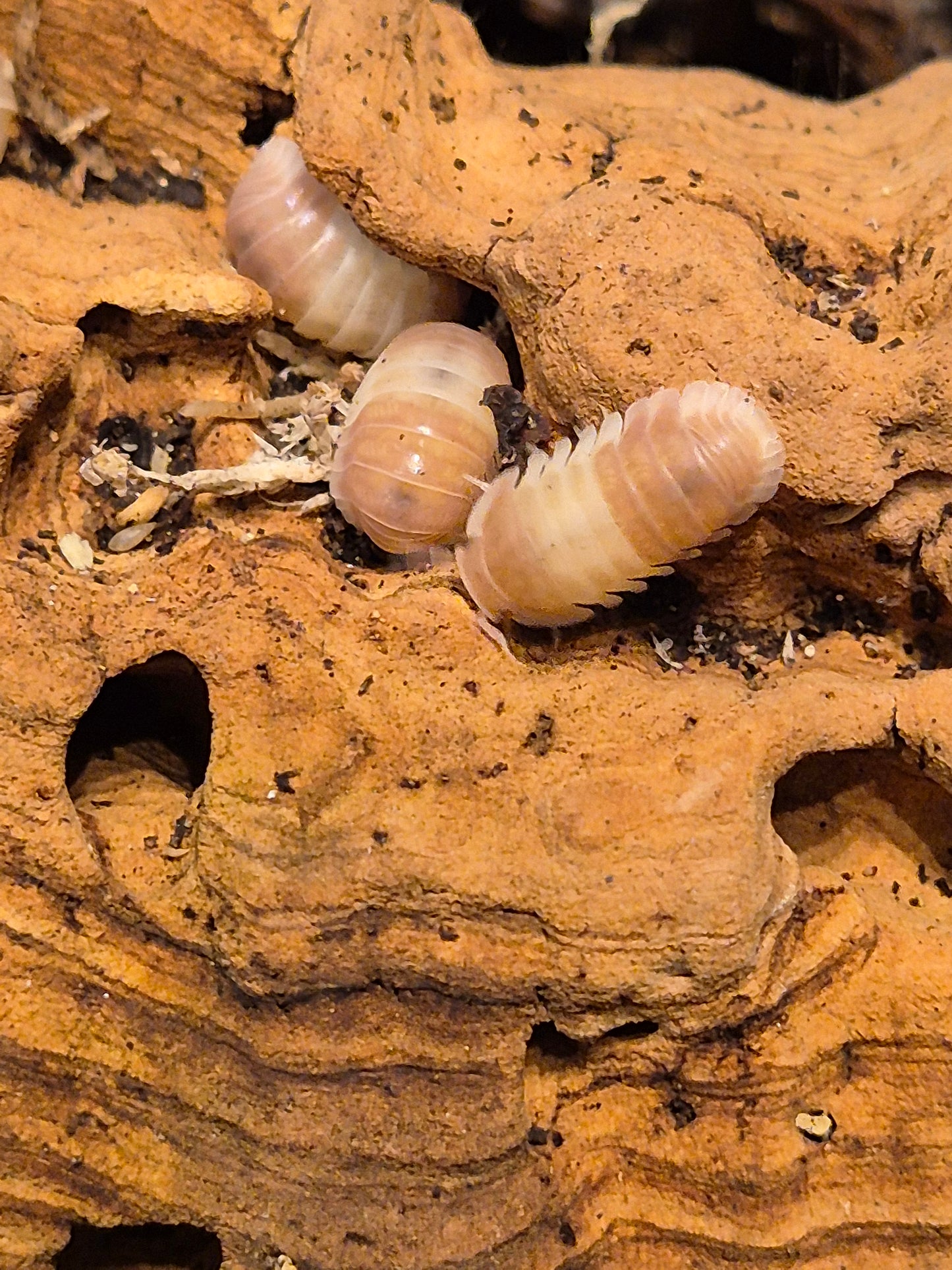 Cubaris sp "Pink Panda" Isopods