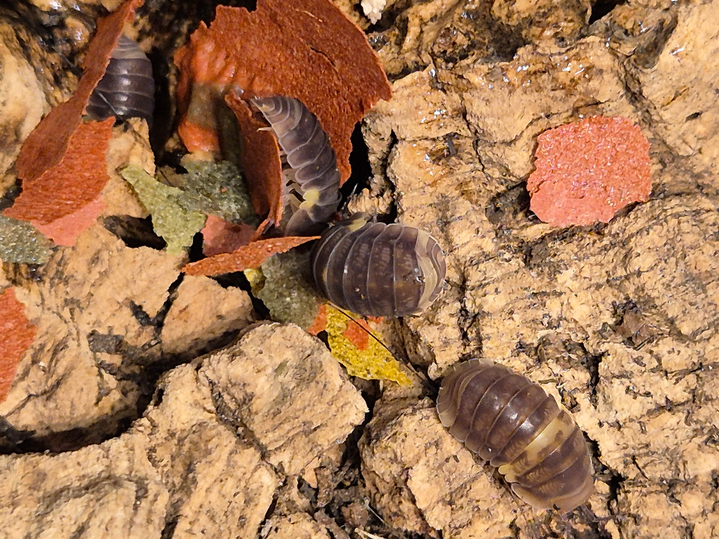 Cubaris sp R13 Ducky Isopods
