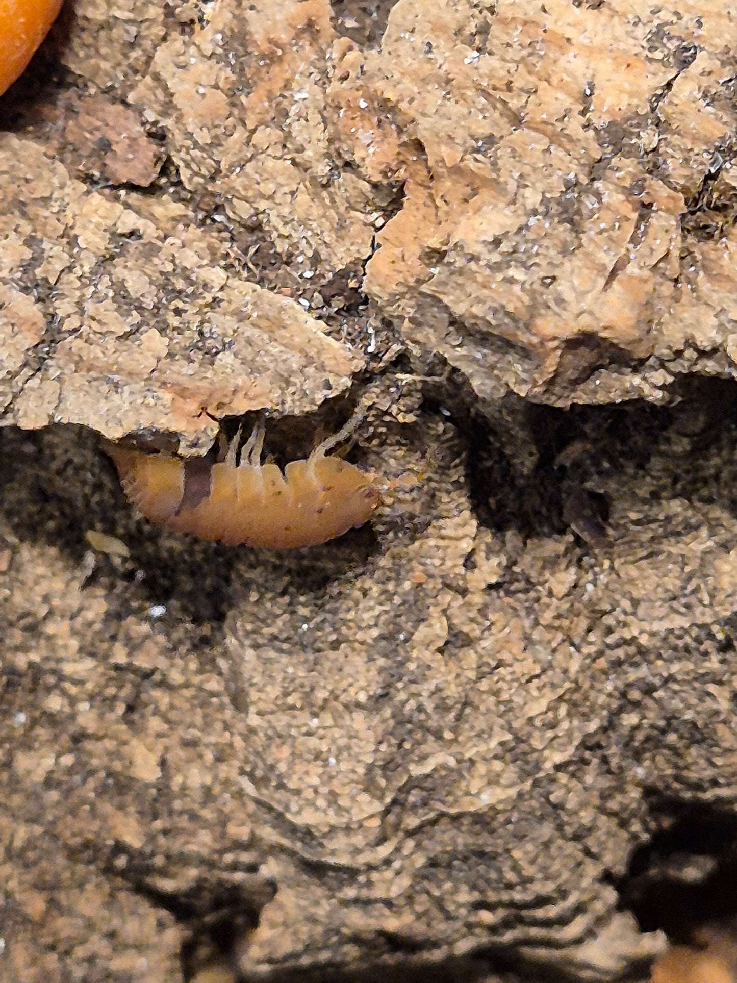 Cubaris Murina "Anenome" Isopods