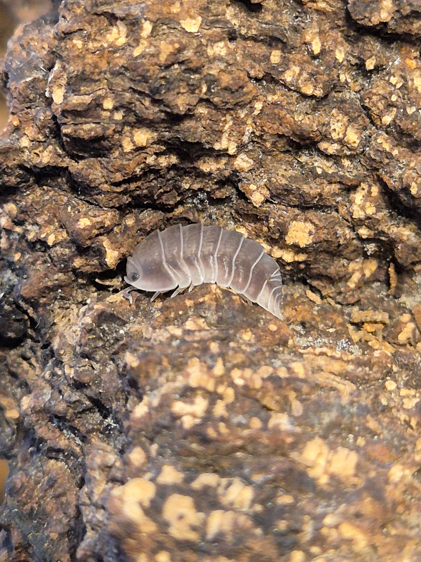 Cubaris sp "White Side / Penguin" Isopods - The Bug Room