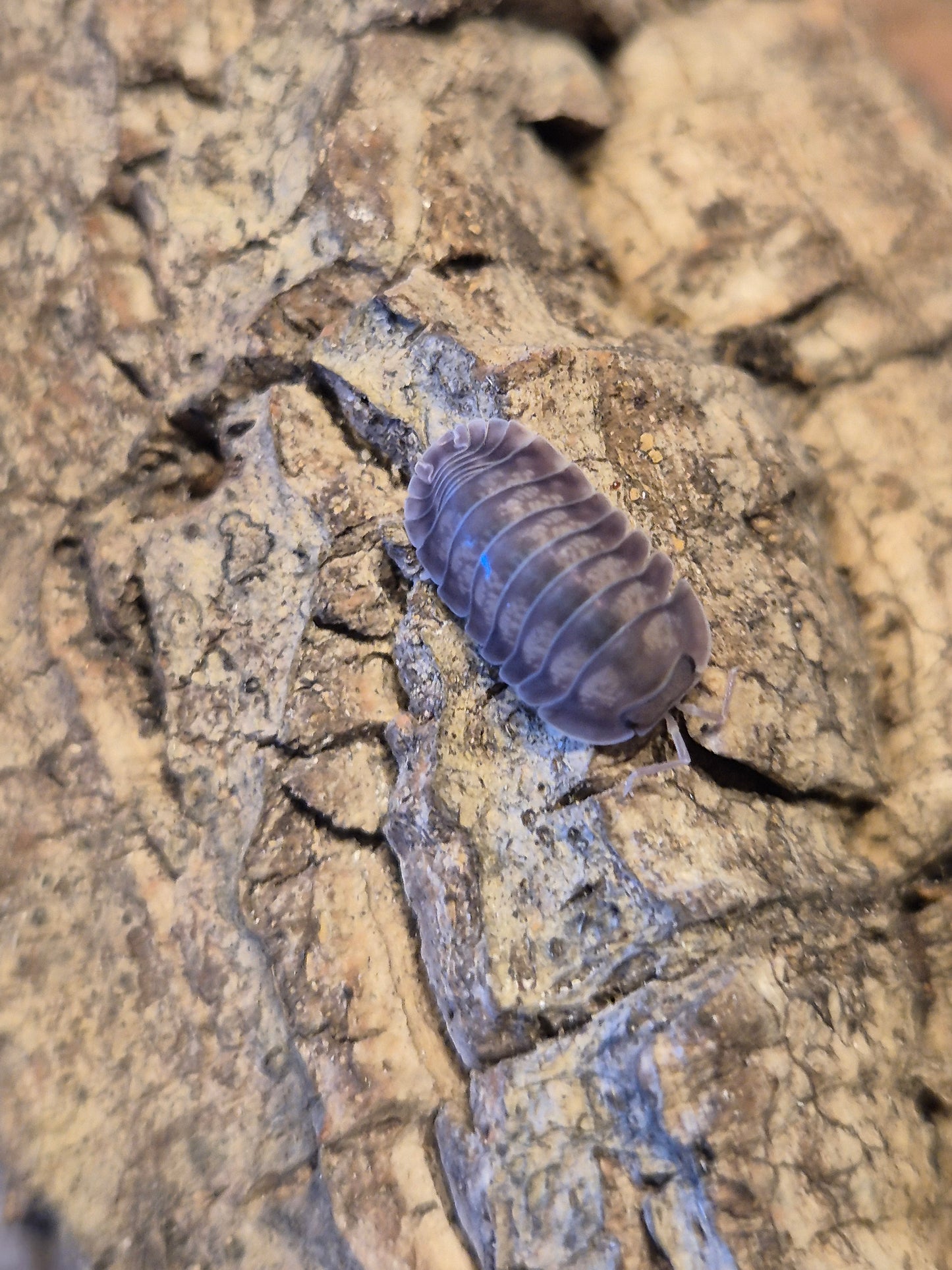 Nesodillo Silver Ghost Isopods - The Bug Room