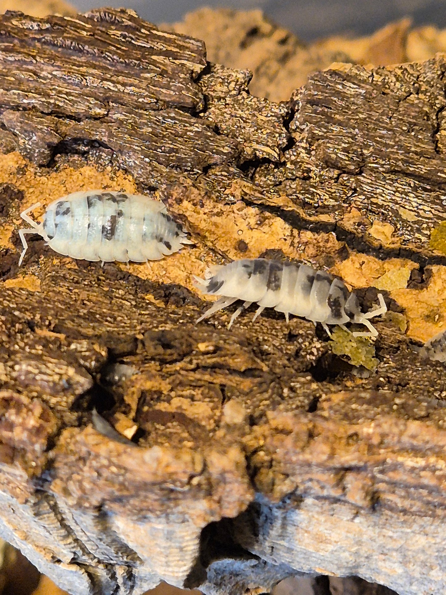 Porcellio Scaber "Moo Cow" Isopods - The Bug Room