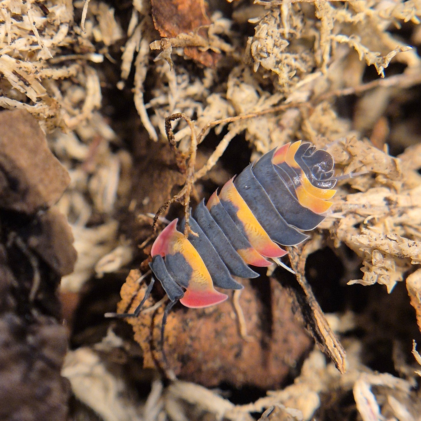 Ardentiella sp. Phoenix