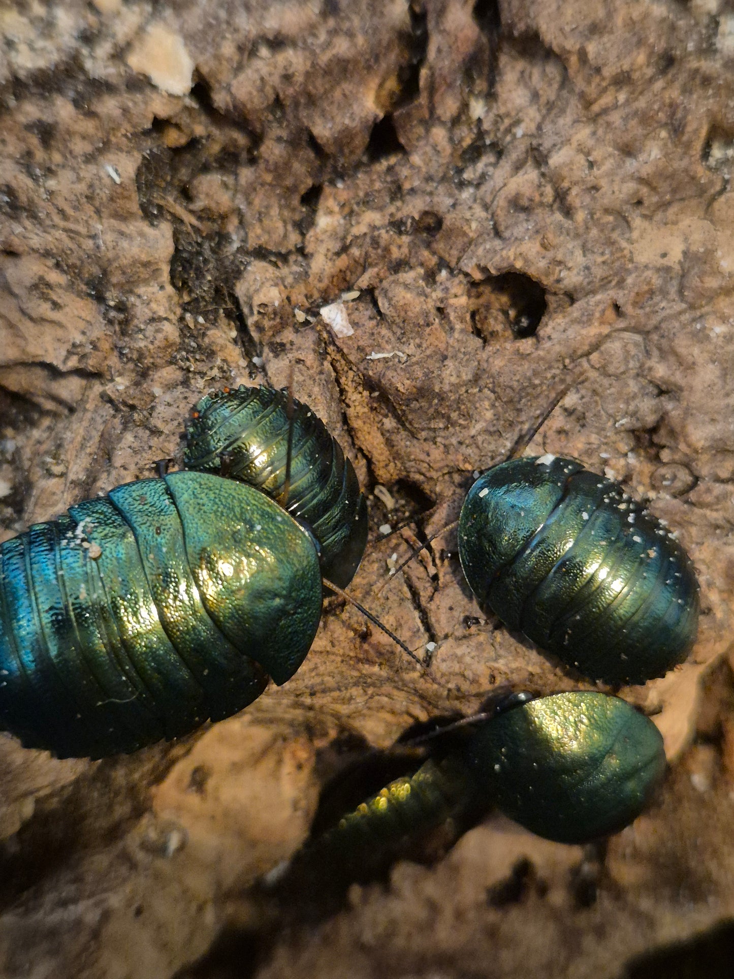 Pseudoglomeris magnifica (Emerald Cockroach) - The Bug Room