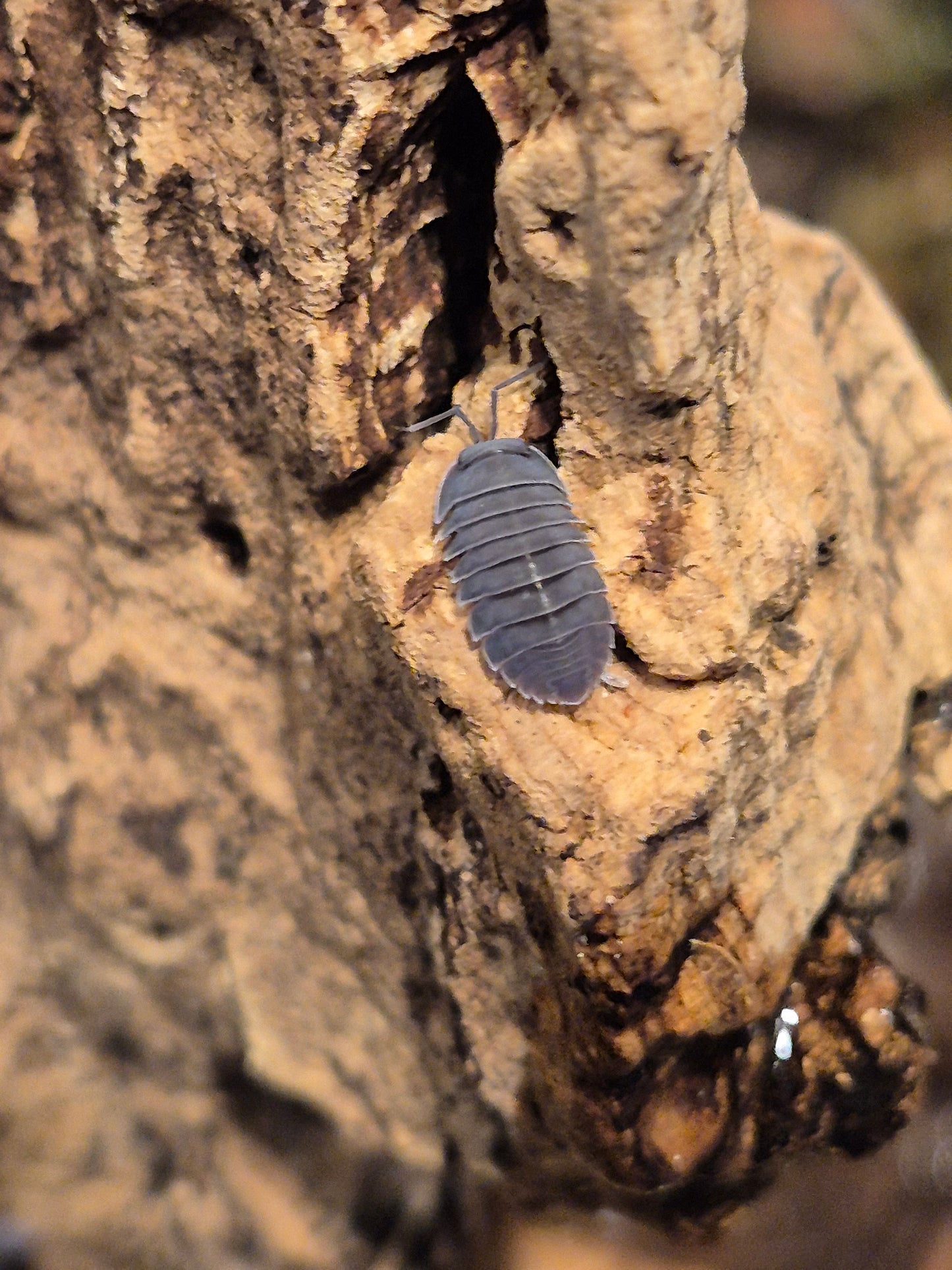 Ardentiella sp (ex Merulanella sp). "Black Hole" Isopods