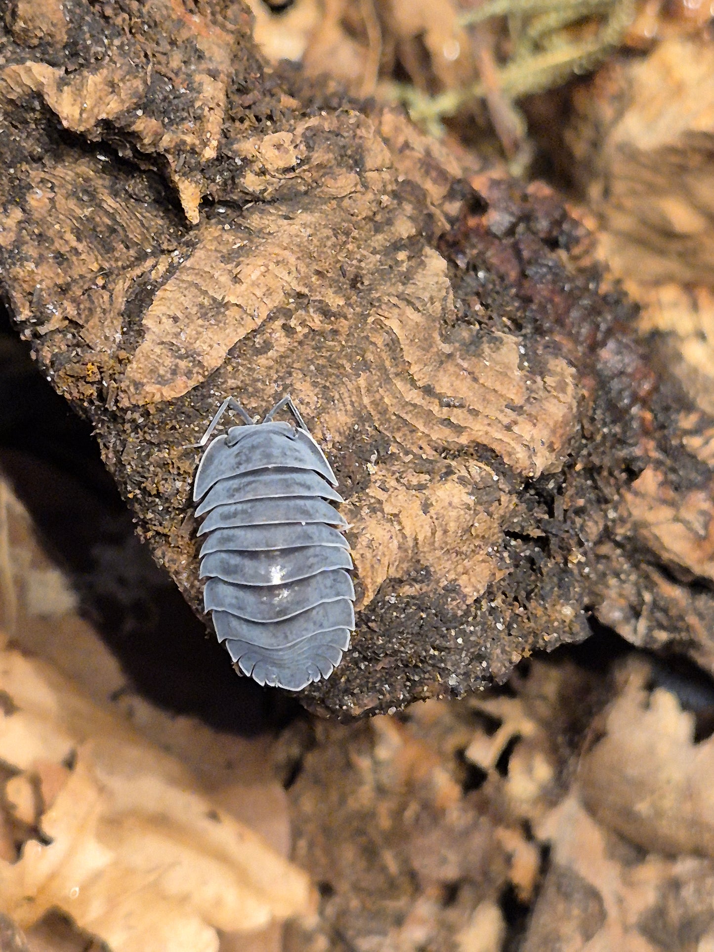Ardentiella sp (ex Merulanella sp). "Black Hole" Isopods
