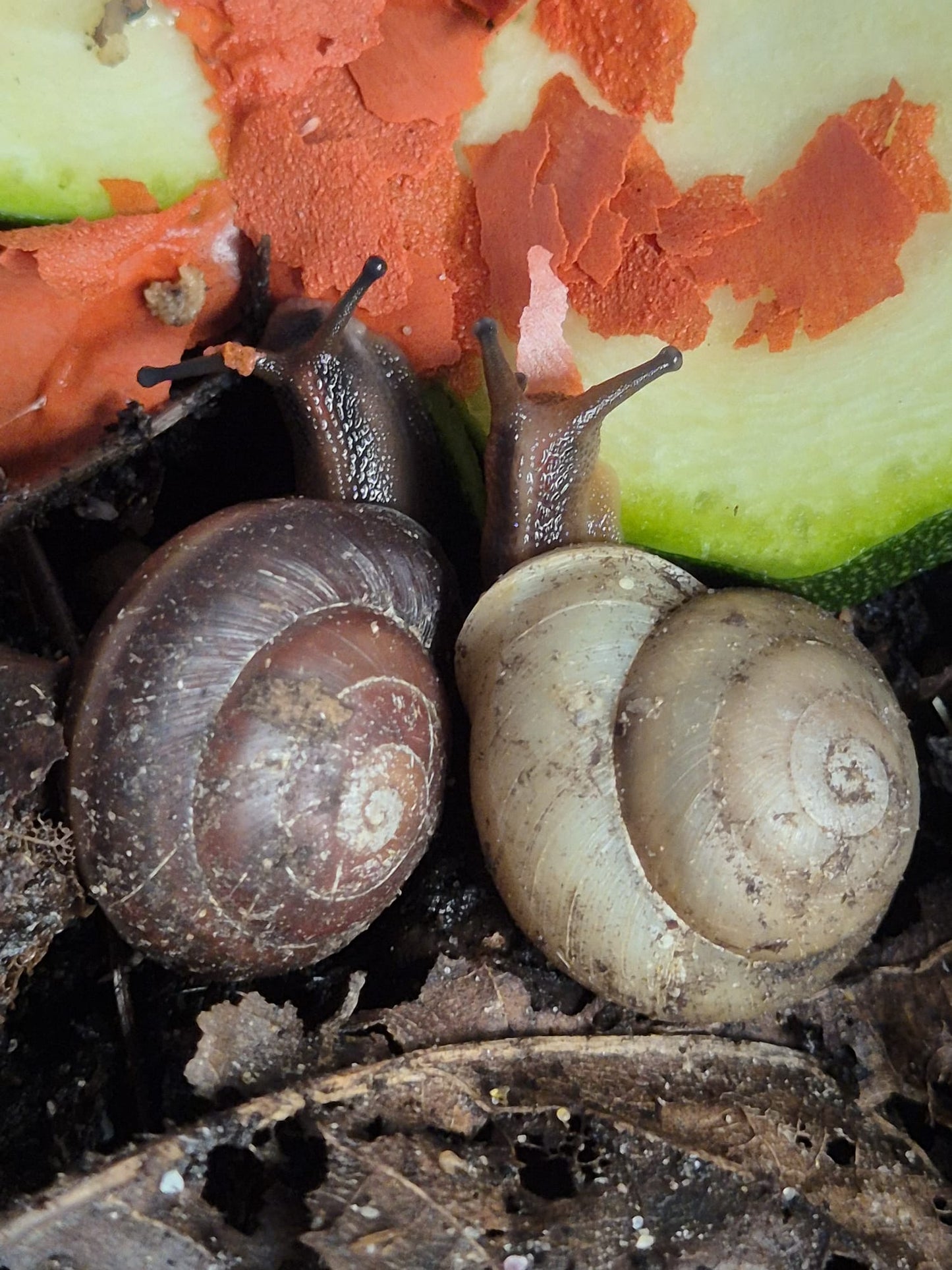 Pleurodonte Isabella Snails - The Bug Room
