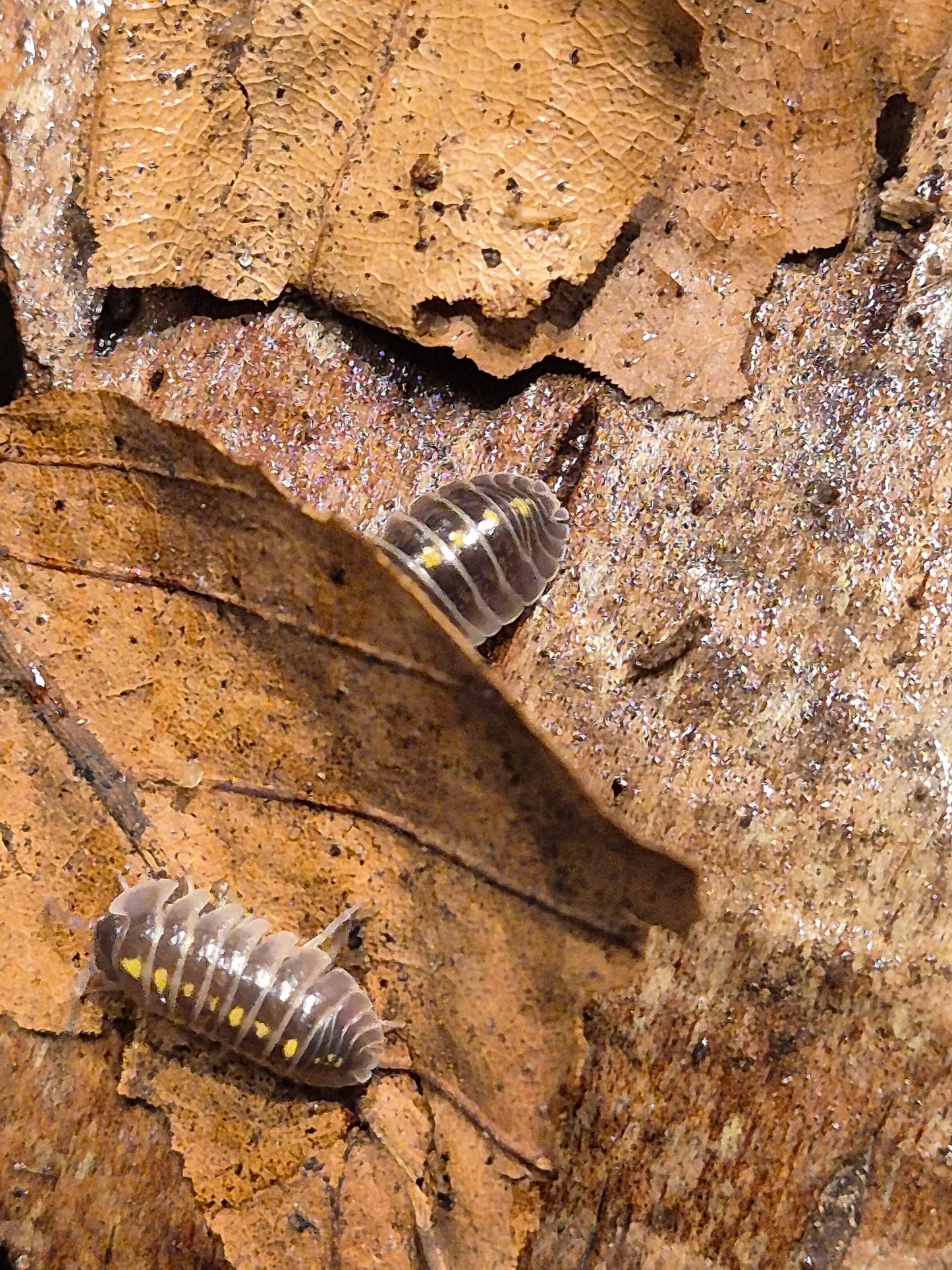 Armadillidium Germanicum "Darth Vader" Isopods