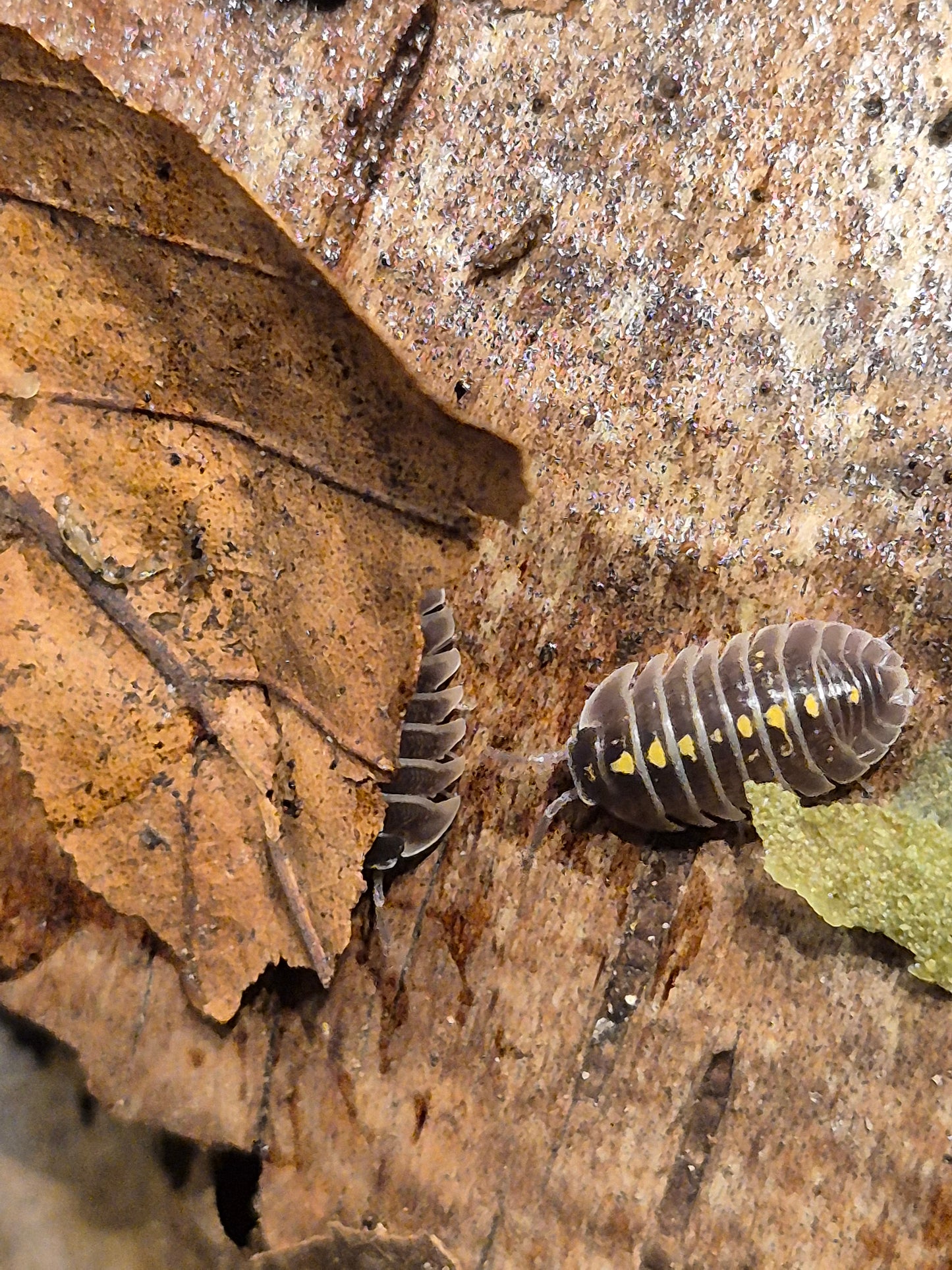 Armadillidium Germanicum "Darth Vader" Isopods