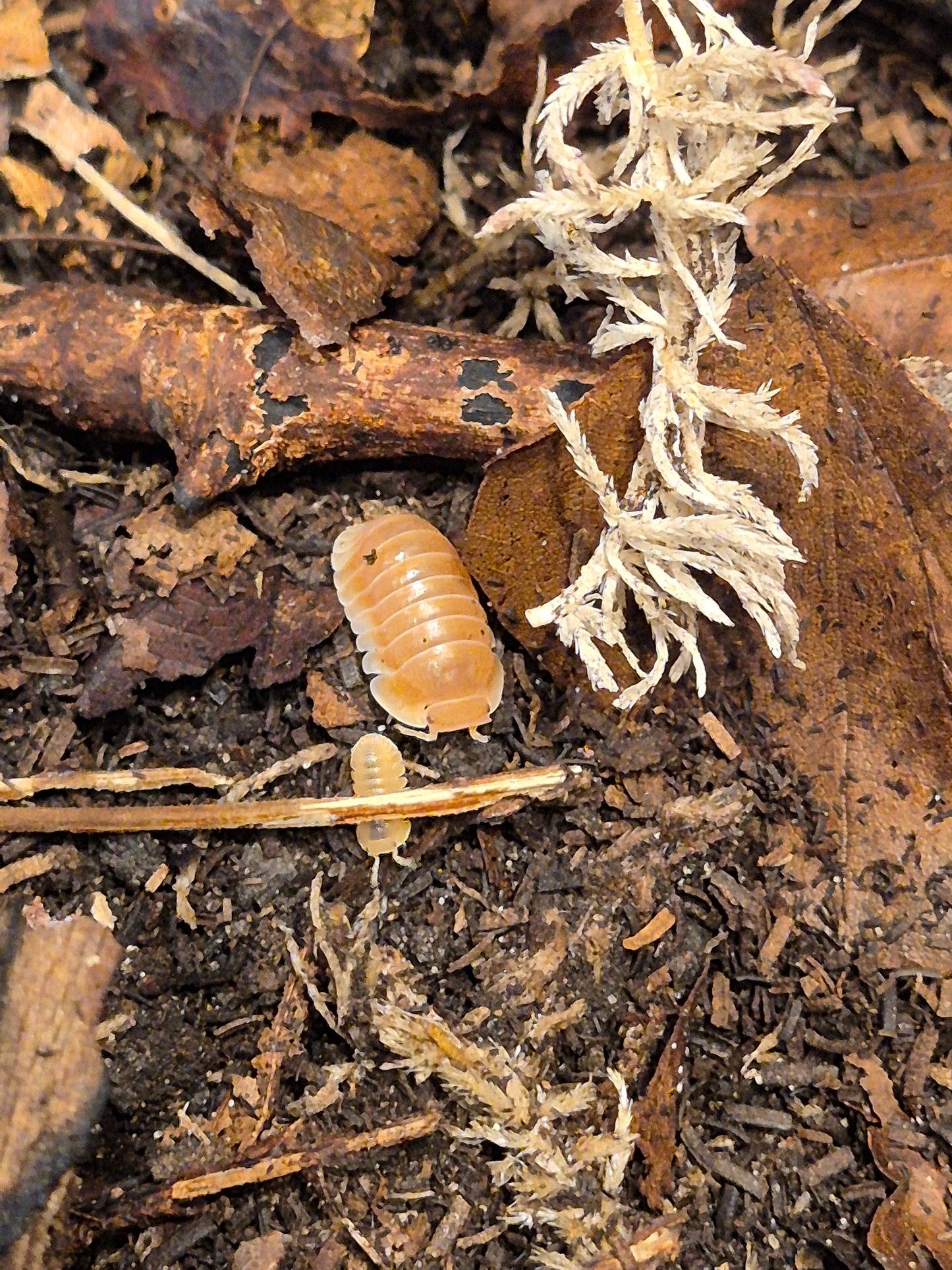 Cubaris sp "Citrus Panda King" Isopods - The Bug Room
