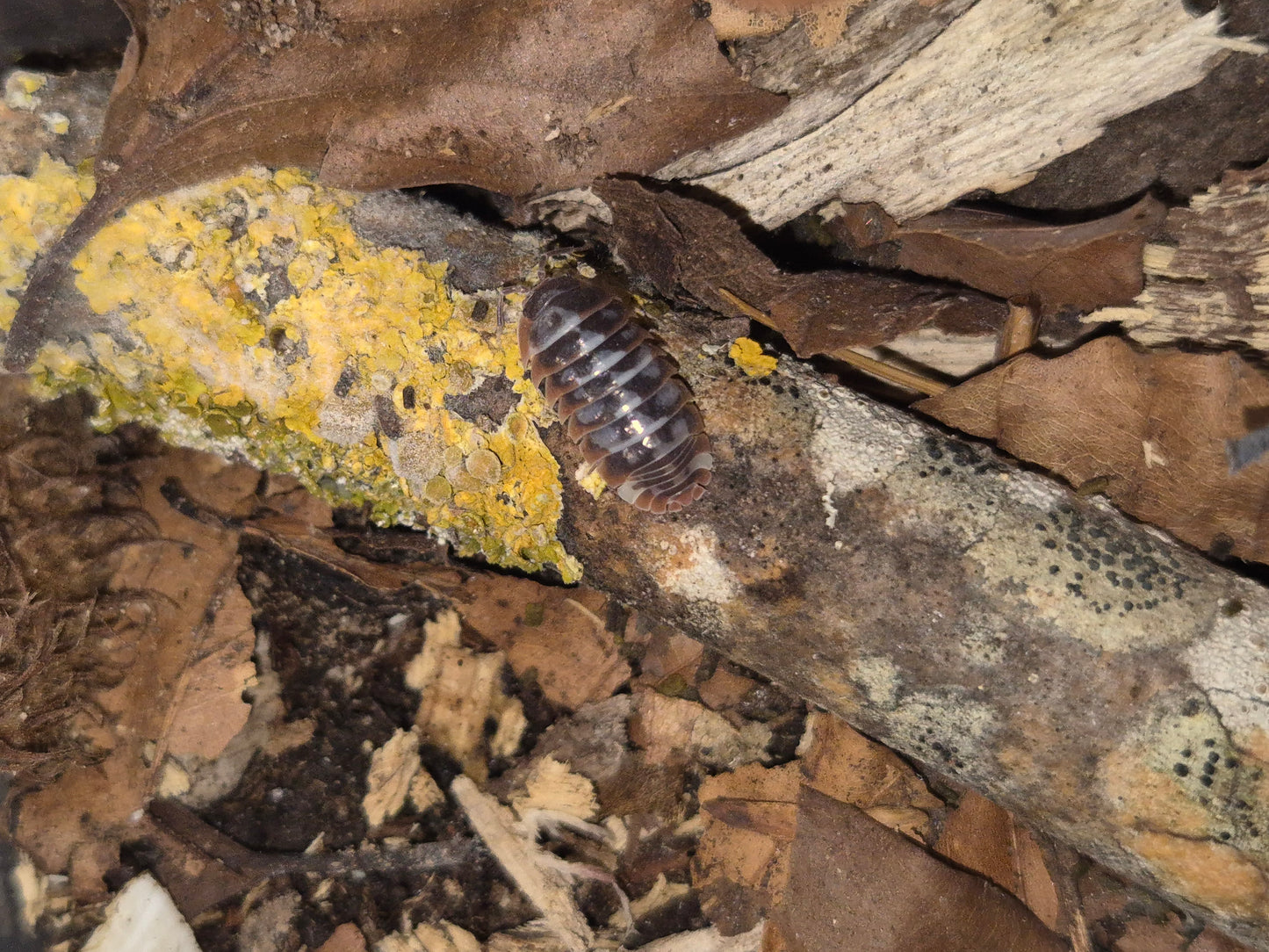 Armadillidium Klugii "Nebula" / "Skeleton" Isopods - The Bug Room